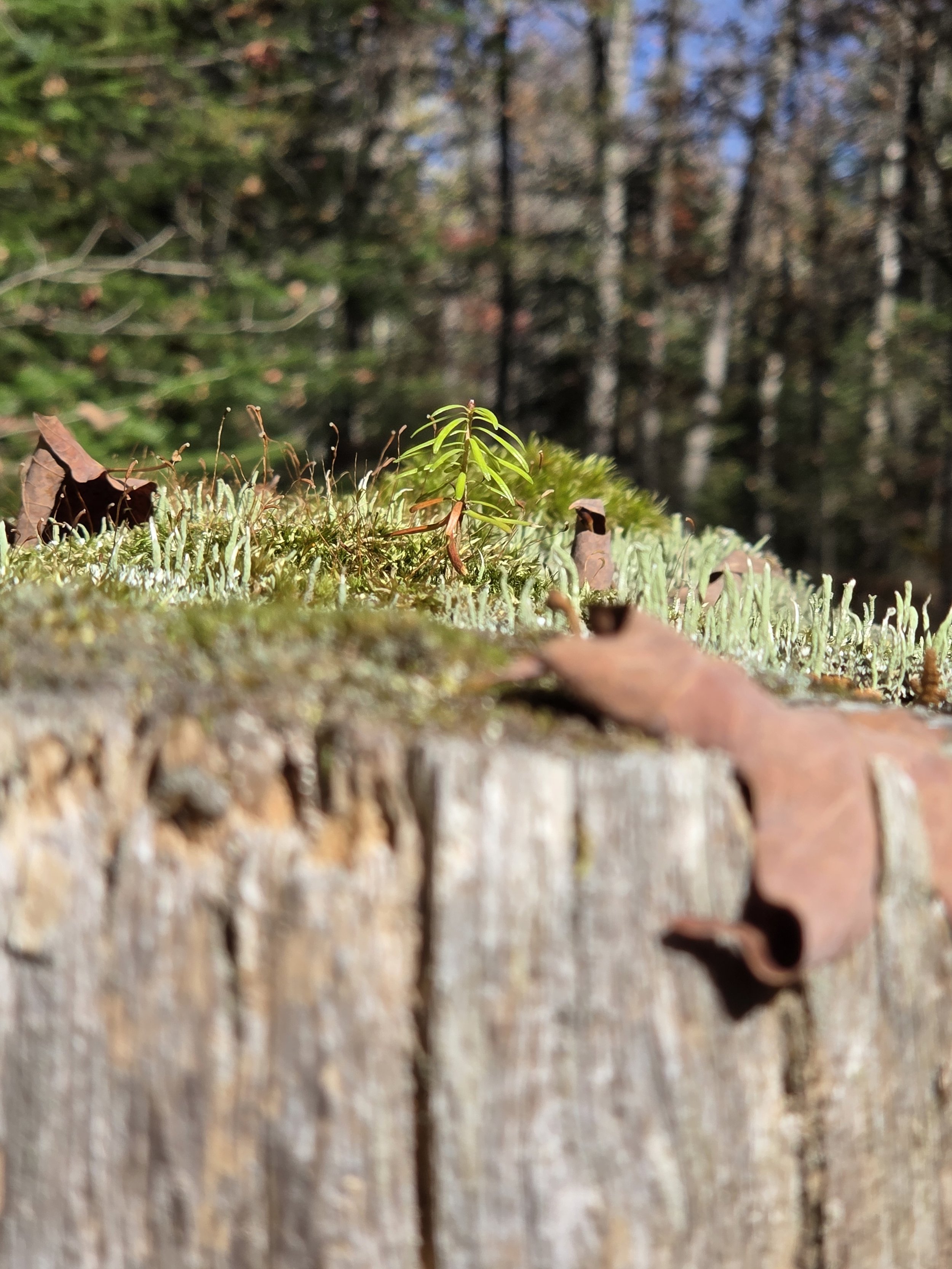 Close-up of moss and small plants growing on a weathered tree stump with leaves on top, outdoors in a forested area.