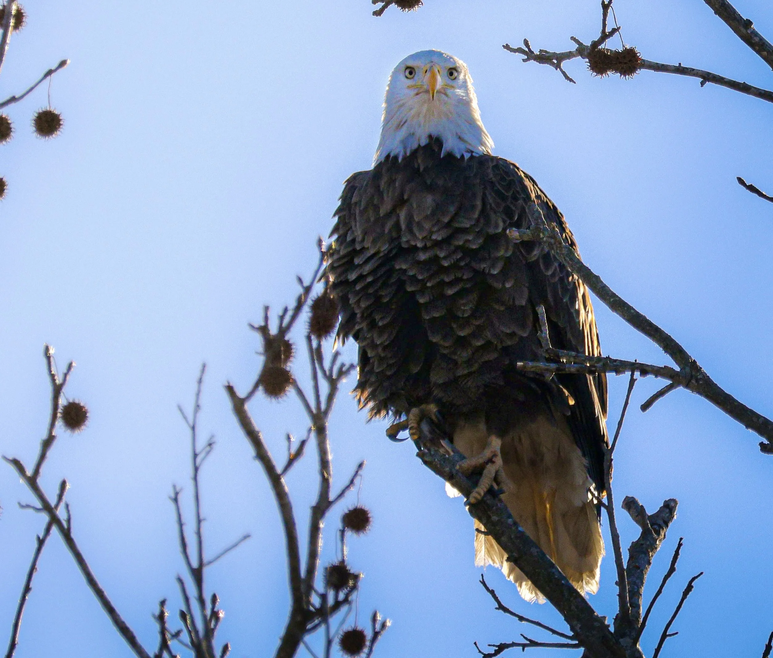 Bald Eagle