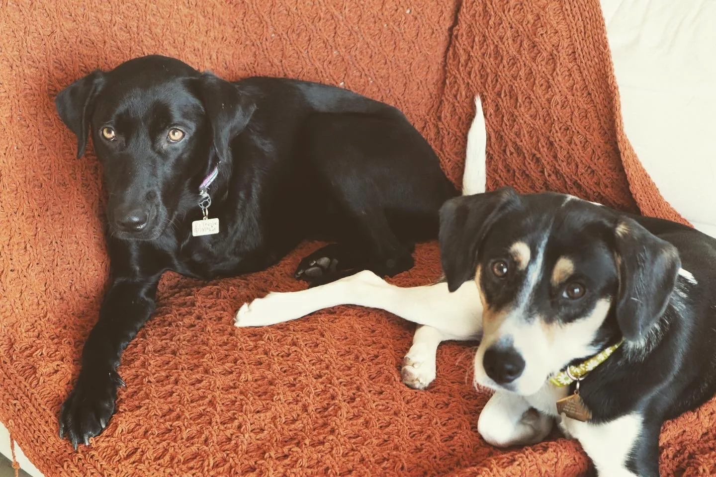 Two dogs resting on a brown textured couch, one black and the other black and white, with the black dog lying down and the black and white dog sitting, both looking at the camera.