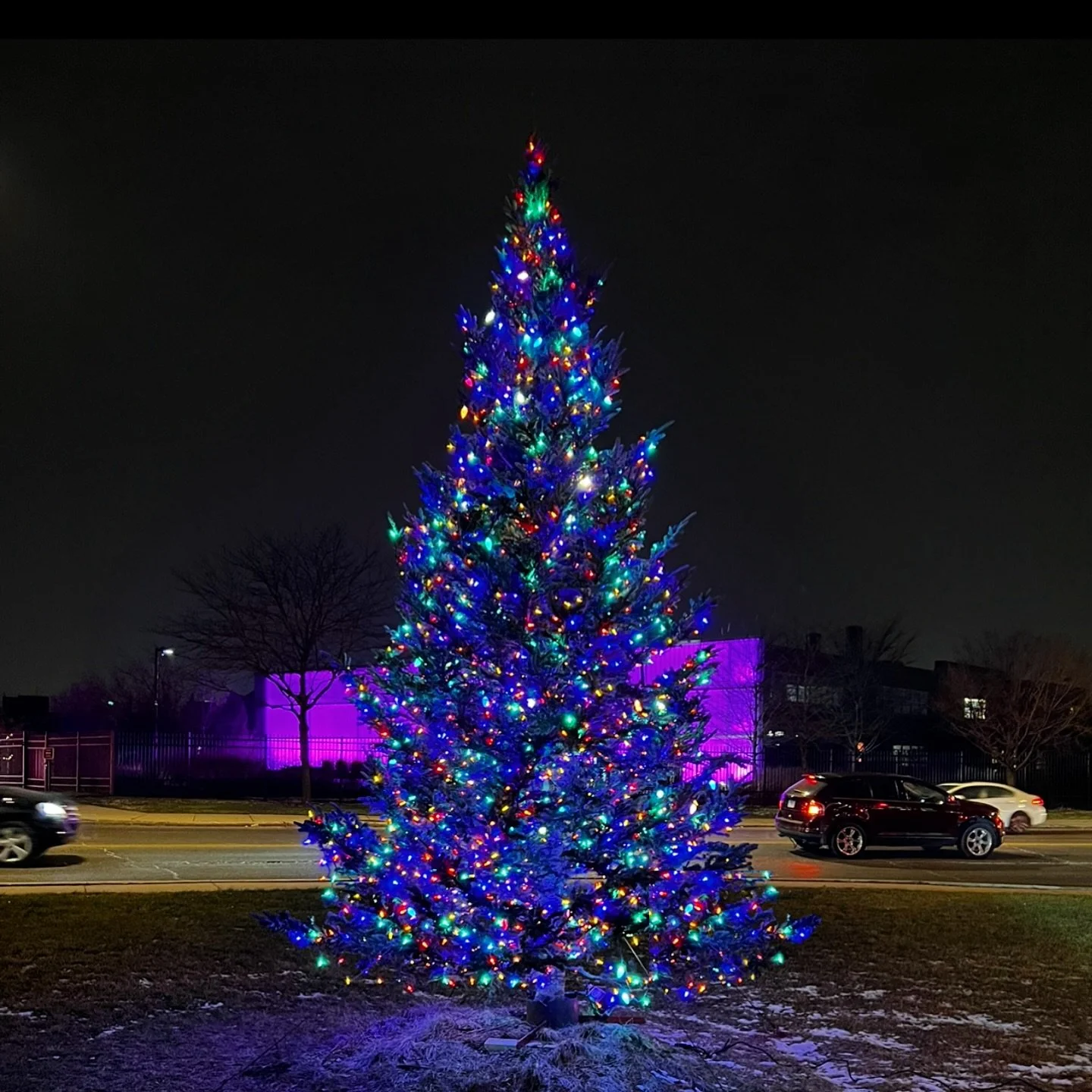 Twinkle, twinkle, little tree, spreading joy for all to see ✨🎄