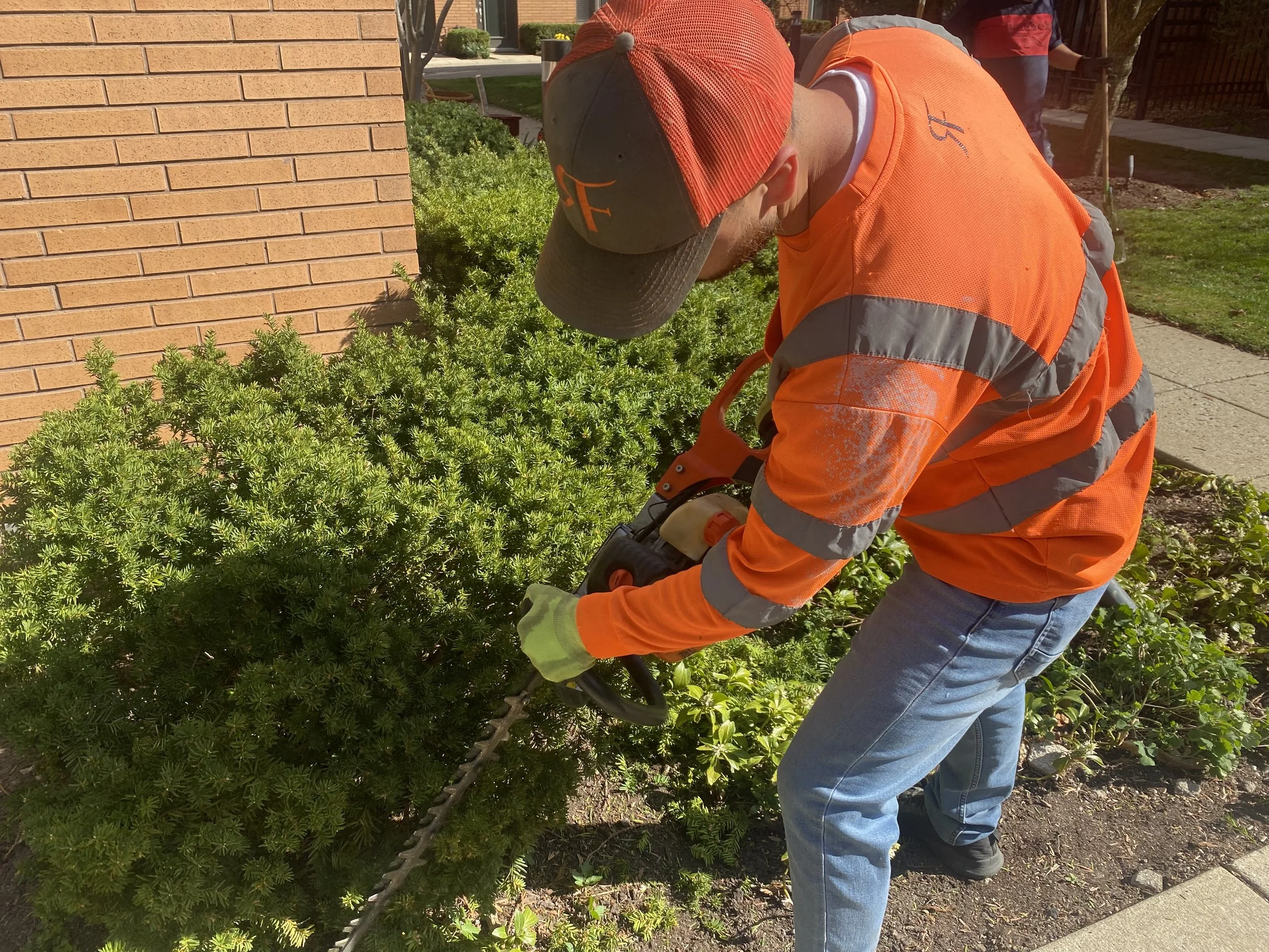A man trimming a green shrub with a hedge trimmer outside on a sidewalk, wearing an orange safety jacket, blue jeans, a gray and red cap, and yellow gloves.