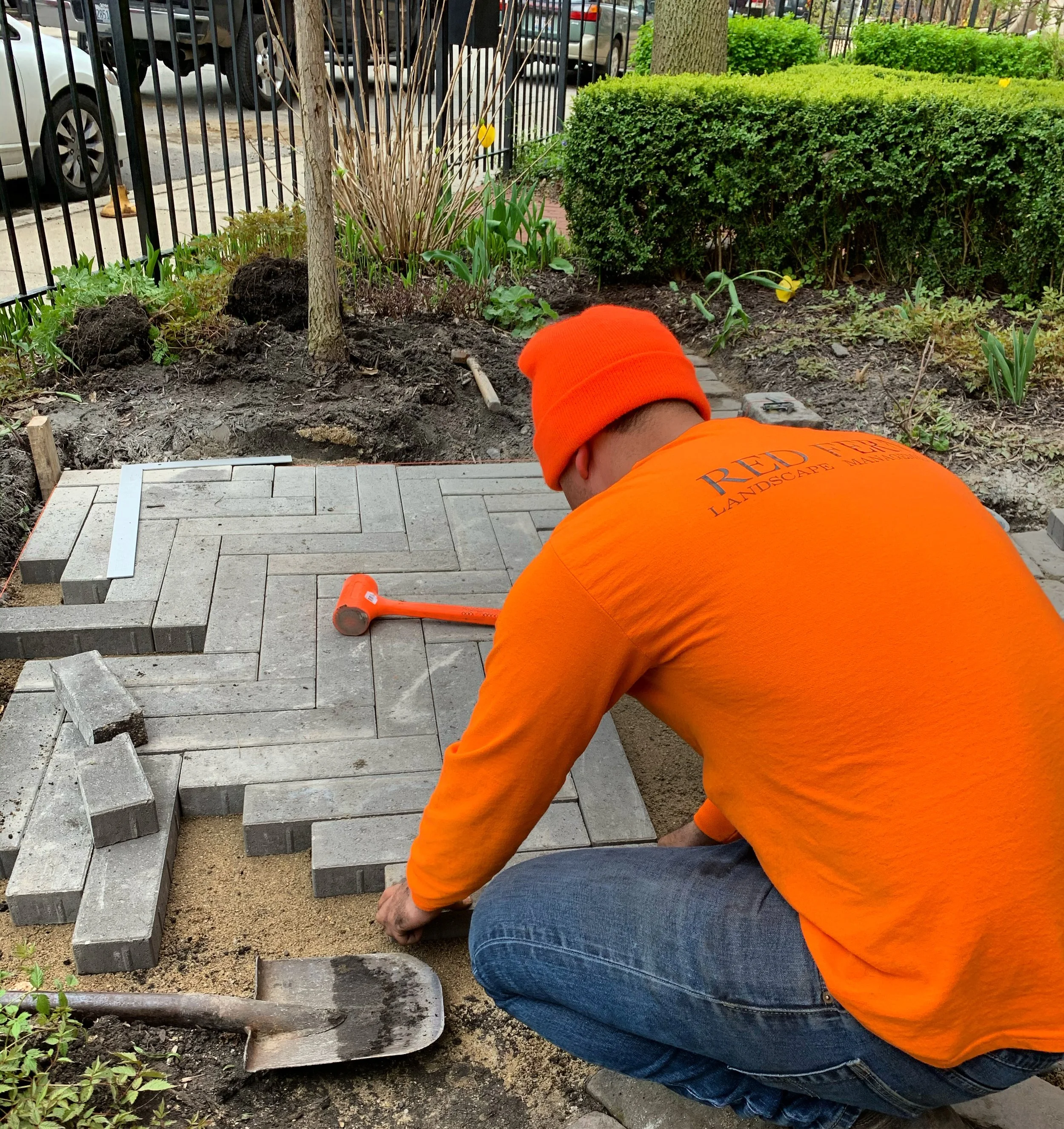 A worker installing gray brick pavers in a sidewalk, wearing an orange beanie and orange shirt, in an outdoor garden area with plants and bushes.