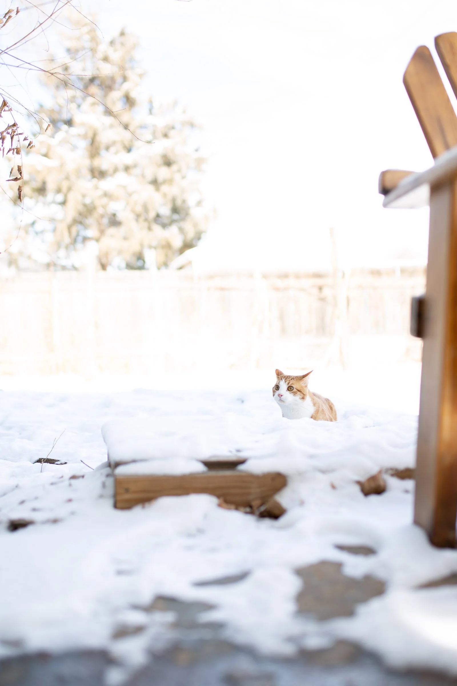 A ginger cat sitting outdoors in the snow on a sunny winter day, with a wooden deck and fence in the background.