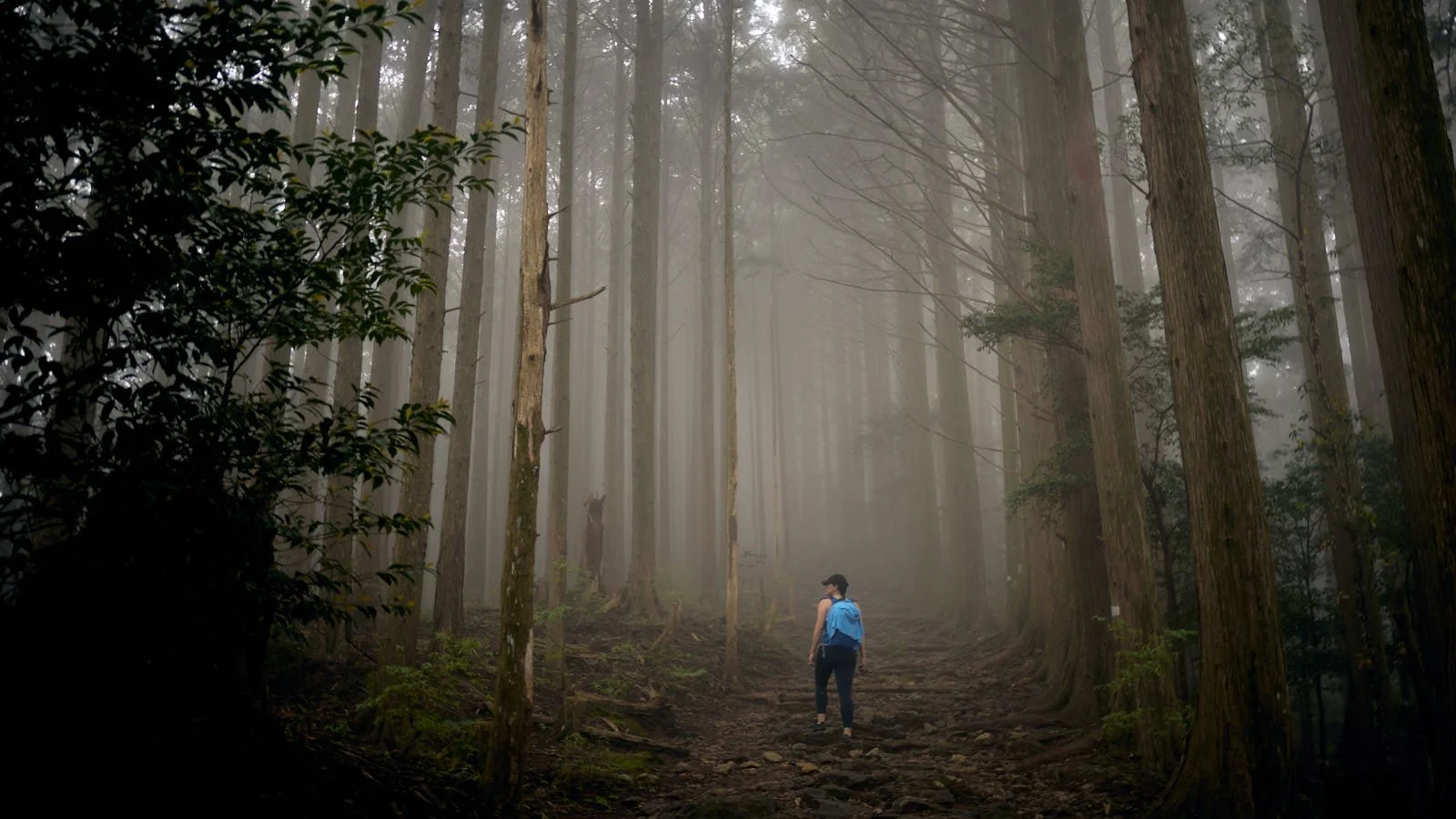A person with a blue backpack walking through a foggy forest in Japan with tall trees and a rocky trail.