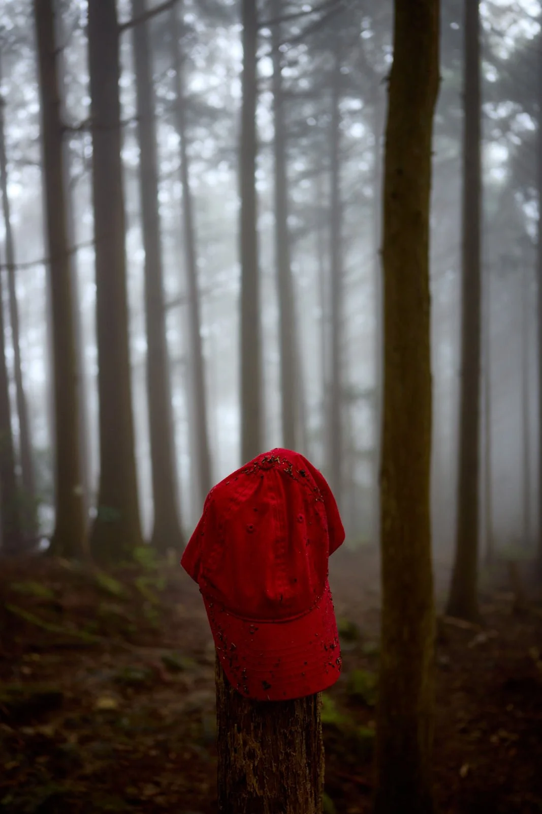 A red baseball cap placed on a wooden stump in a misty forest with tall trees.