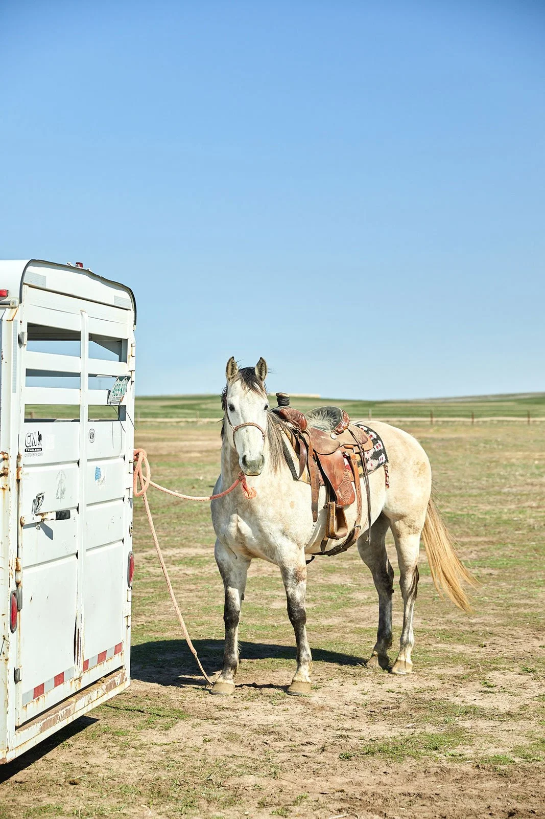 White horse on a ranch in eastern Colorado