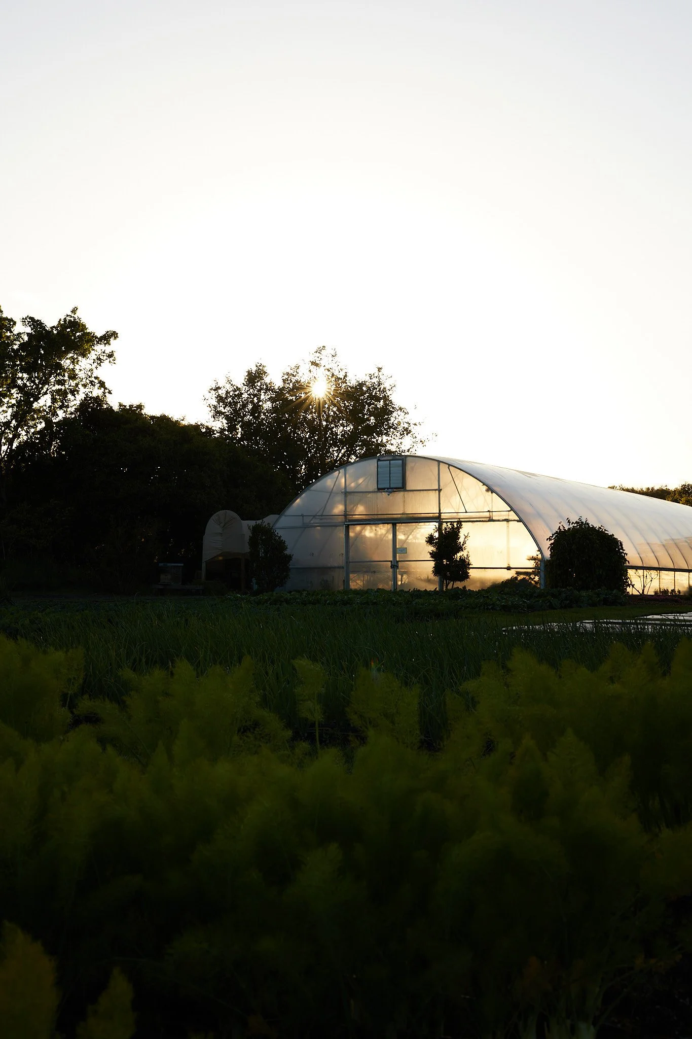 A greenhouse with sunlight shining through, surrounded by trees and garden plants at sunset.