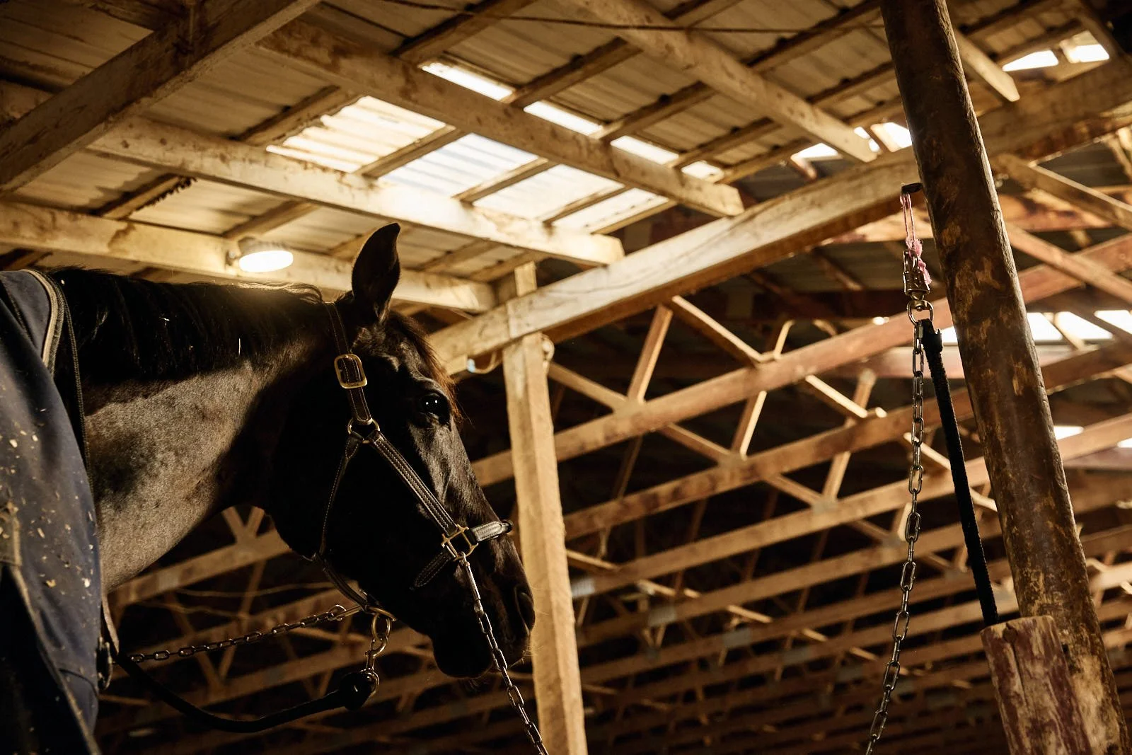A black and gray horse with a bridle and chains inside a wooden barn or stable.
