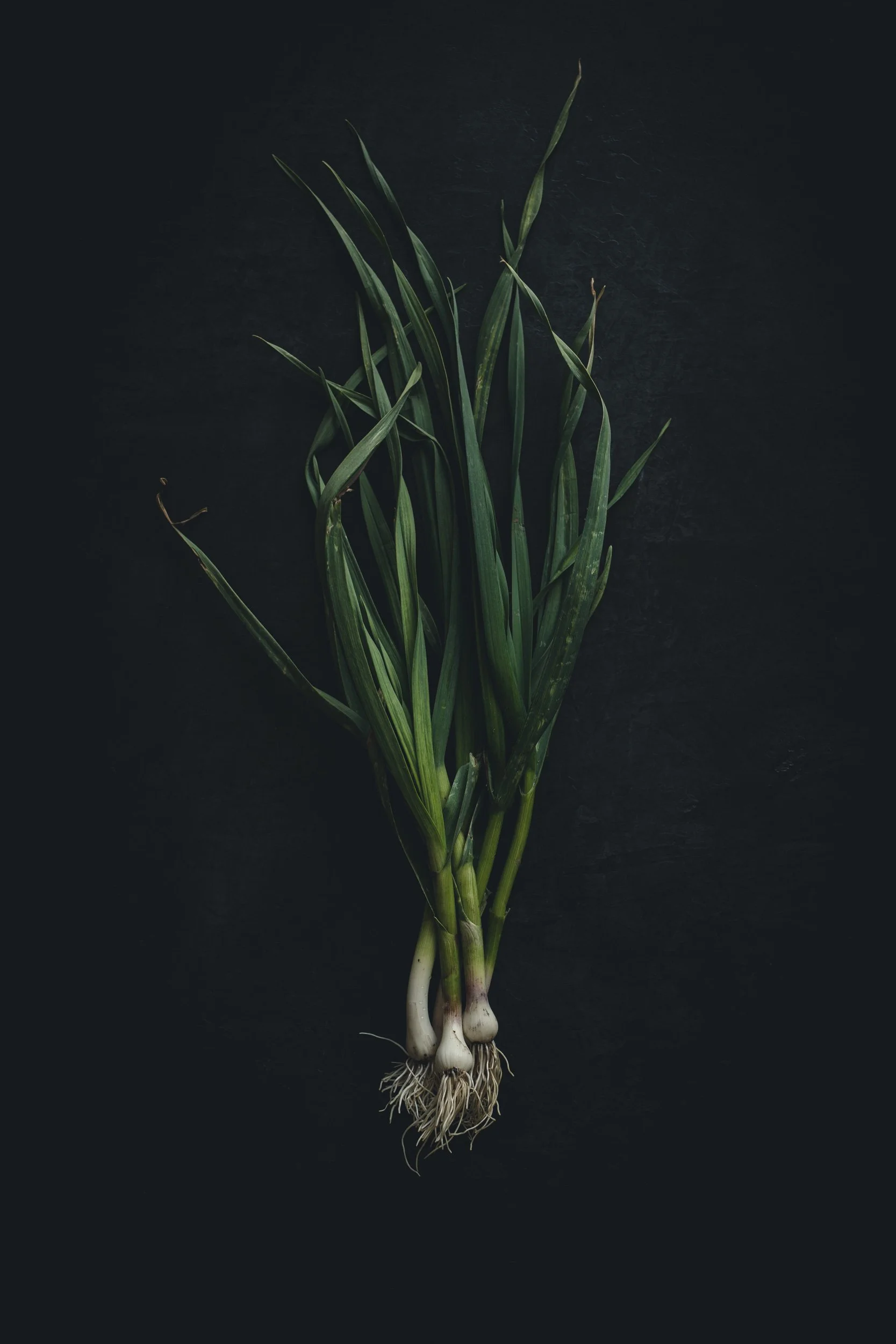 A bunch of fresh green onions with roots still attached on a dark background.