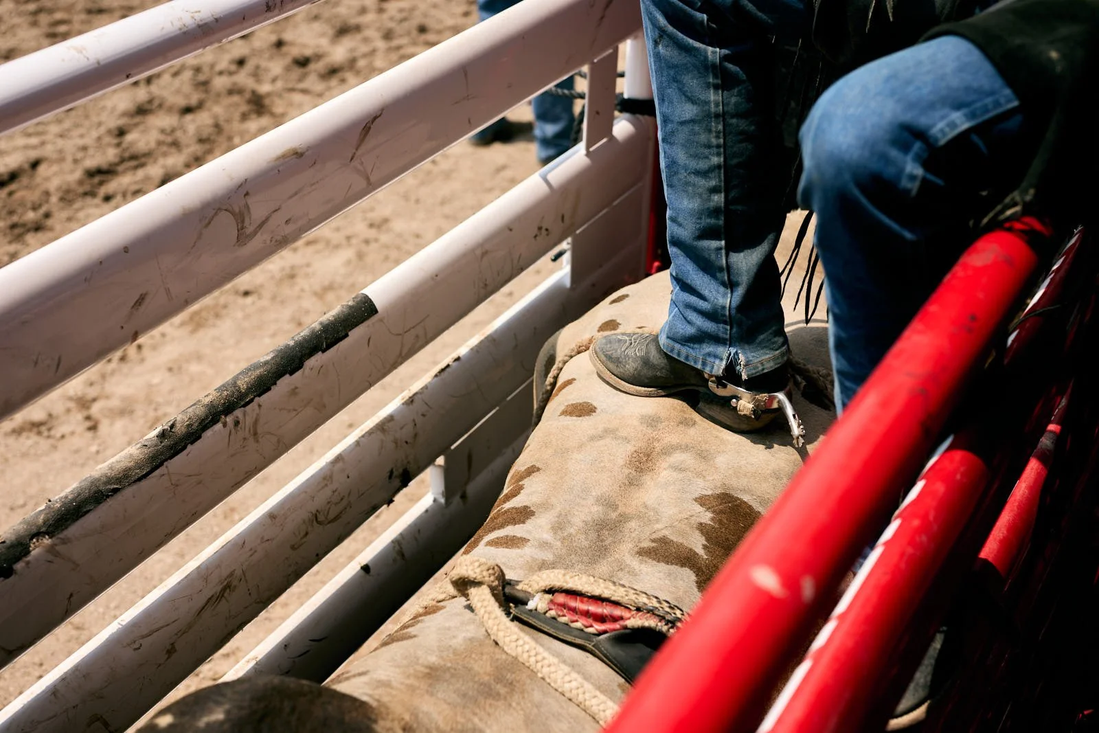 Close-up of a rodeo rider standing on a bull inside the rodeo chute, with part of the red metal rodeo gate visible.