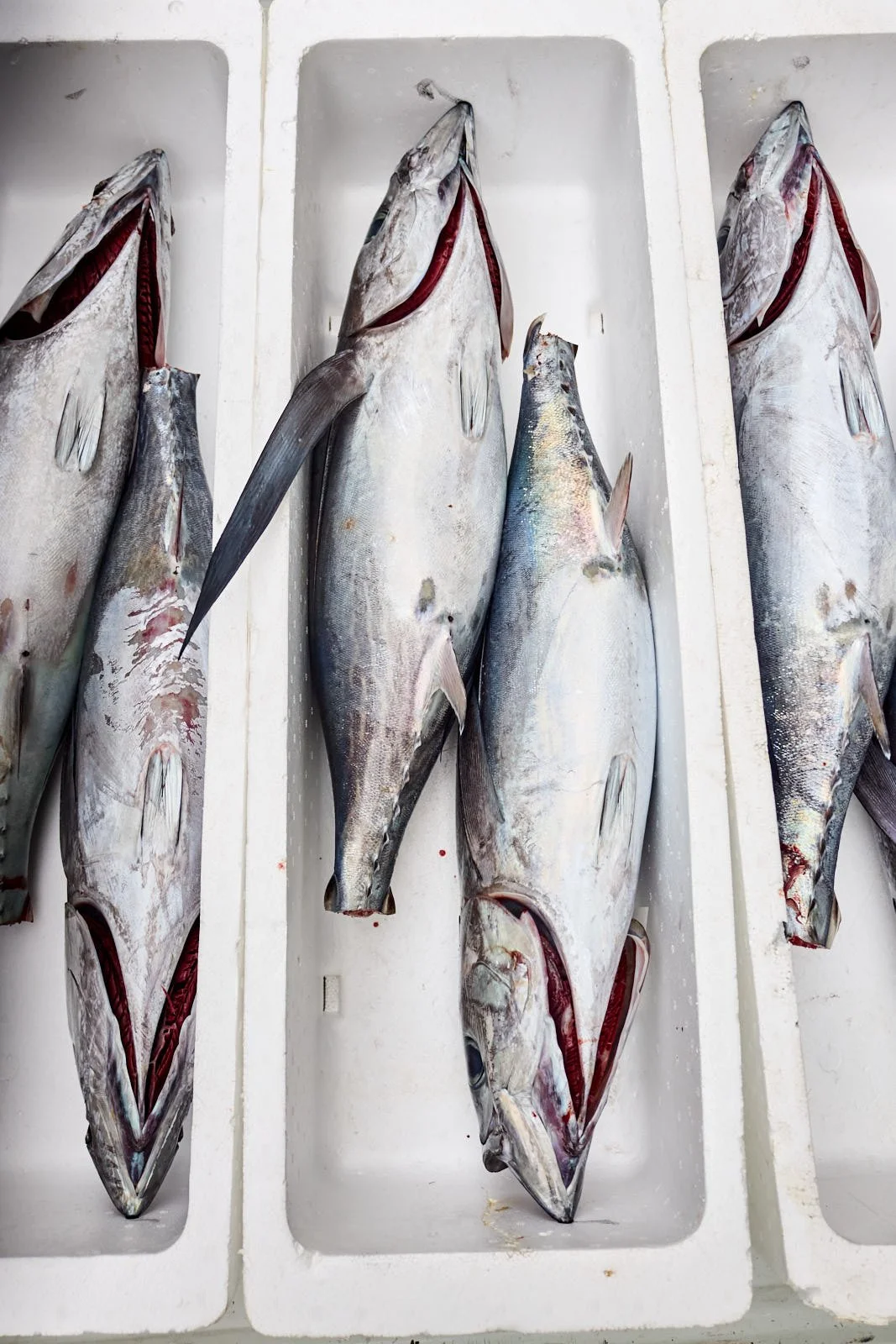 Several large fish with open mouths and visible red gills on a white surface.
