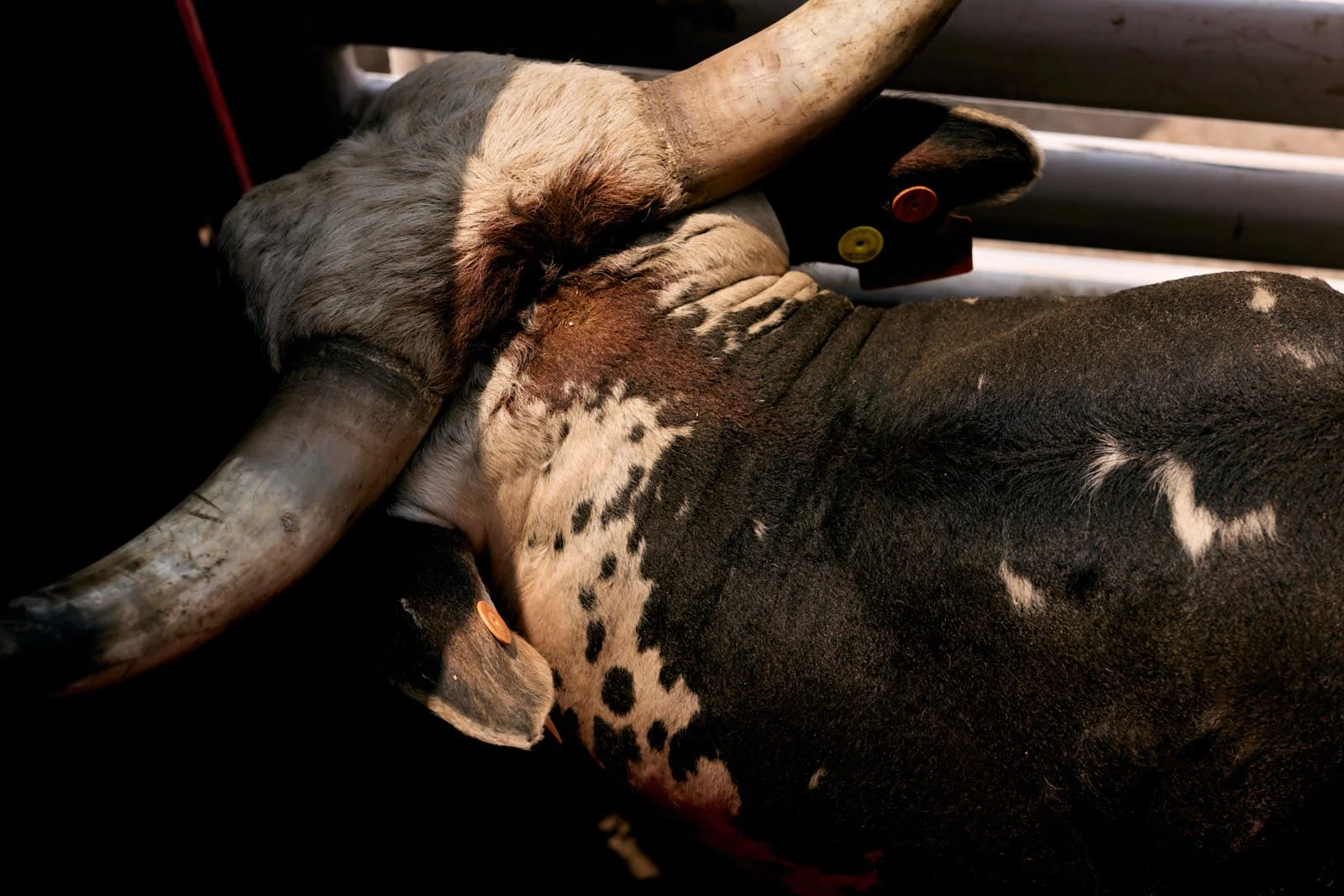 Close-up photo of a bull with large horns and a black, white, and brown coat resting on a wooden surface.