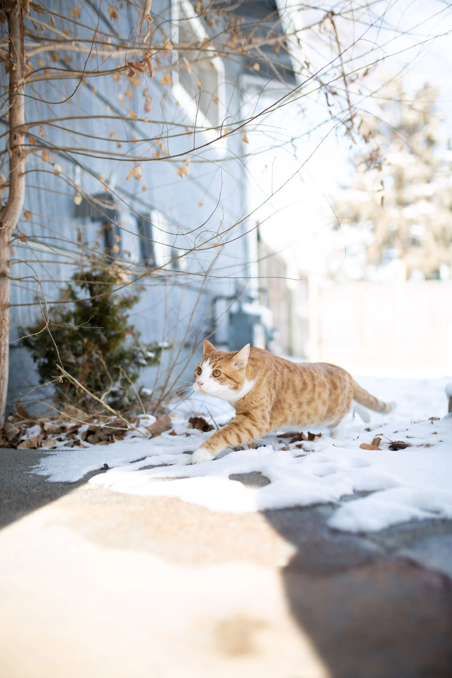 An orange cat walking on snow-covered ground outside near a house with blue siding, with a small bush and leafless tree branches in the background.