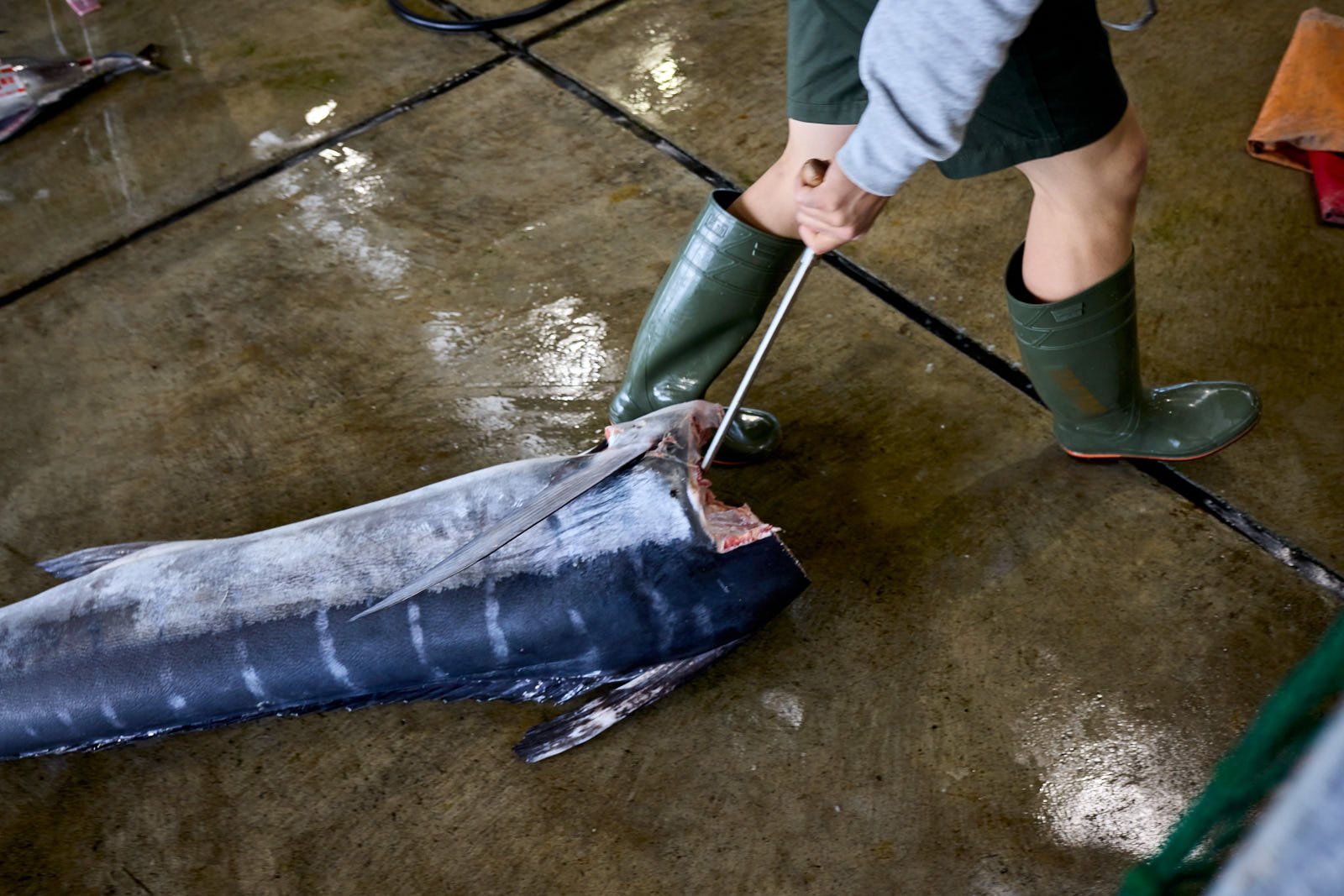 A person wearing green rubber boots is pulling a large fish on a wet concrete floor. The fish is lying on its side, and the person is using a tool near its head.
