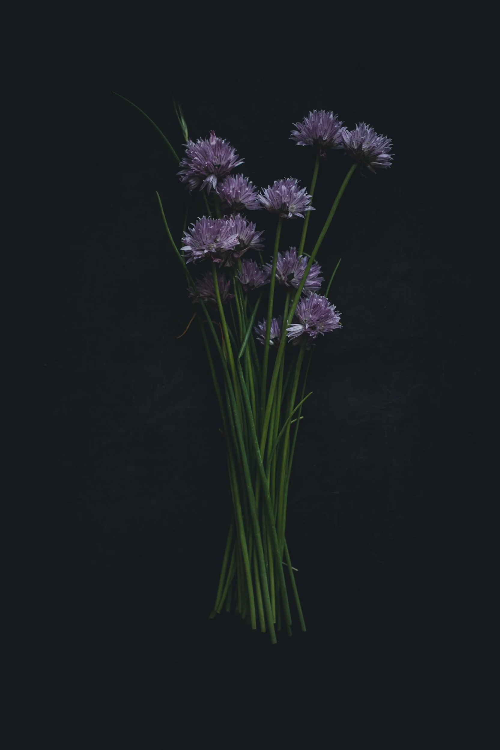 A bouquet of chives with purple flowers on a dark background.
