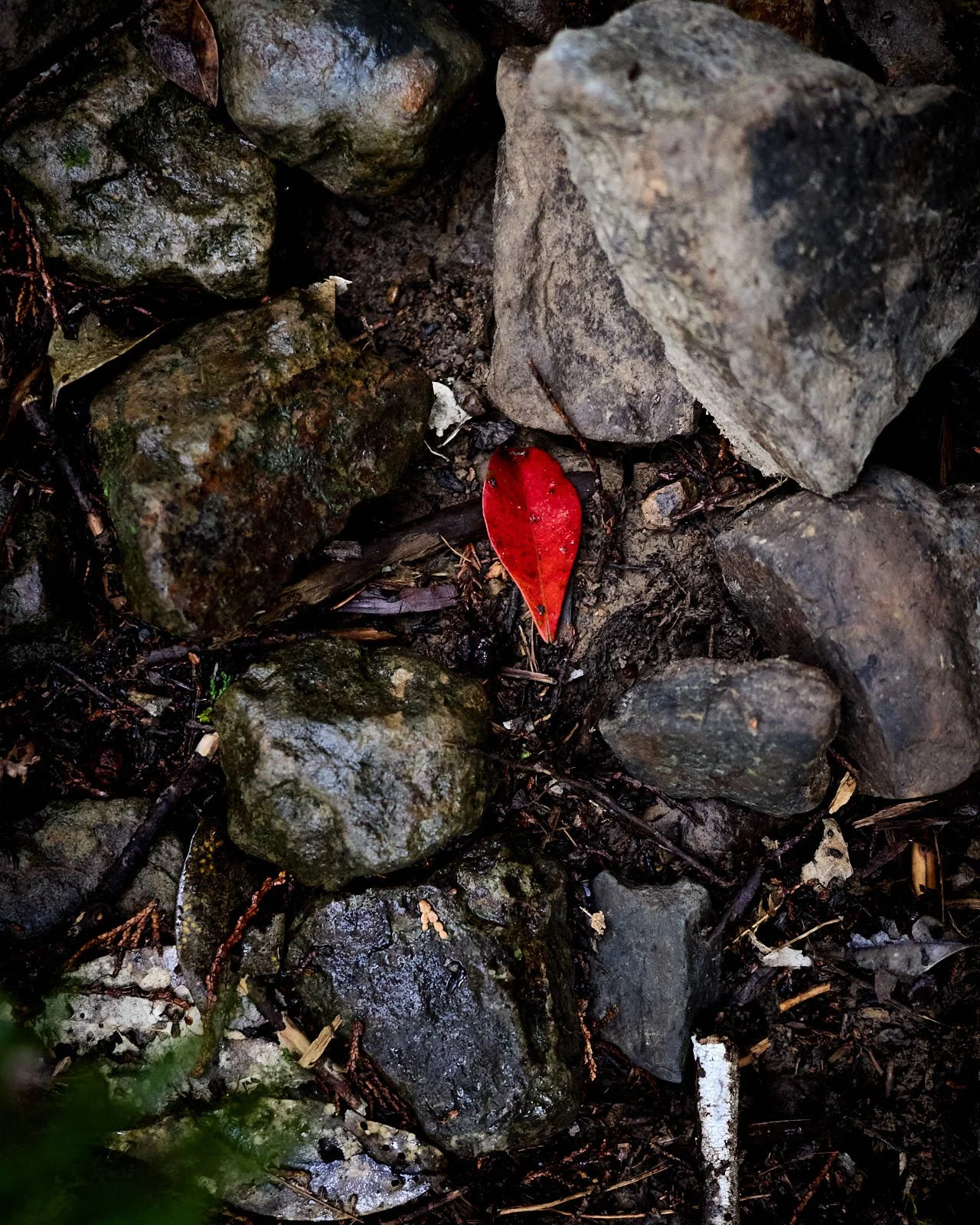 Close-up of wet rocks and soil on the ground with a single red leaf among debris.