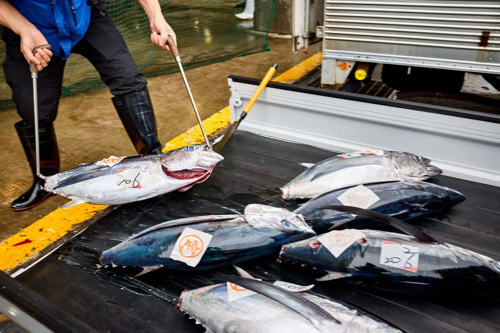 A person wearing black rubber boots, black pants, and a blue jacket is handling a large fish with a tool in a fish processing or auction facility. Several other fish are laid out on a flat surface nearby, each labeled with tags, with a truck in the b