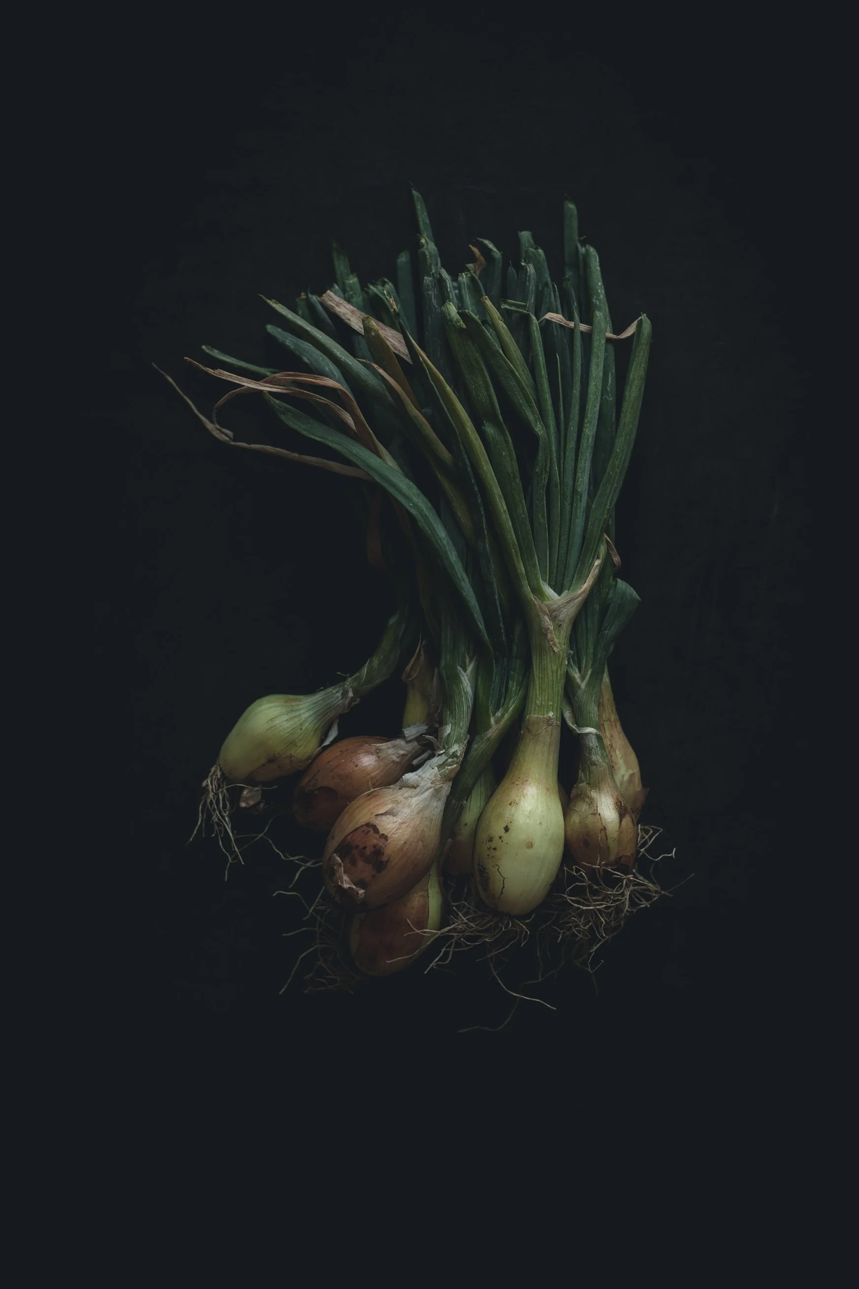 A bunch of fresh green onions with roots still attached, laying on a black background.