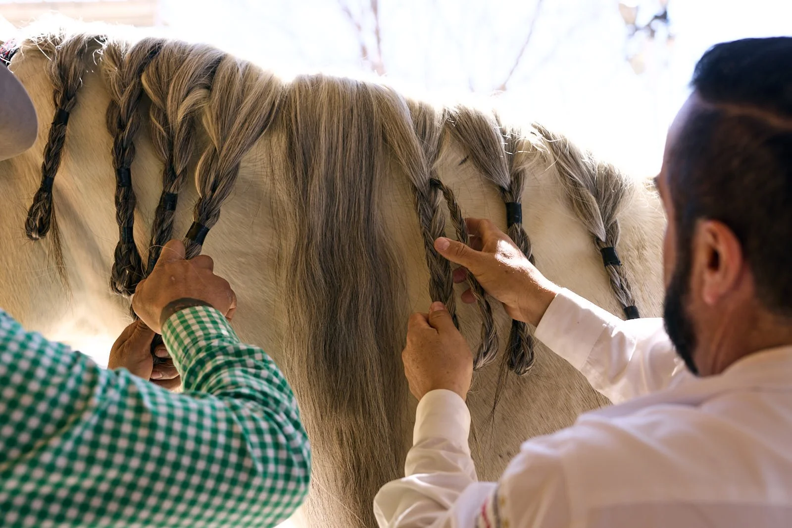 Two people braiding a white horse's mane outdoors.