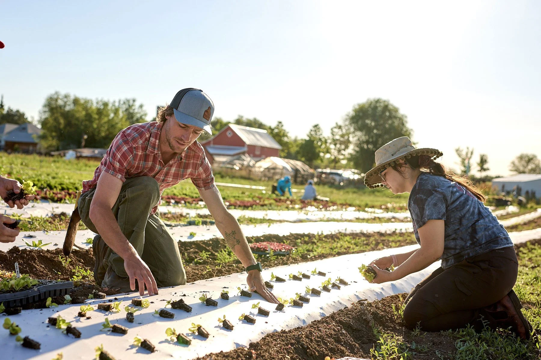 Farmer planting starts in the field