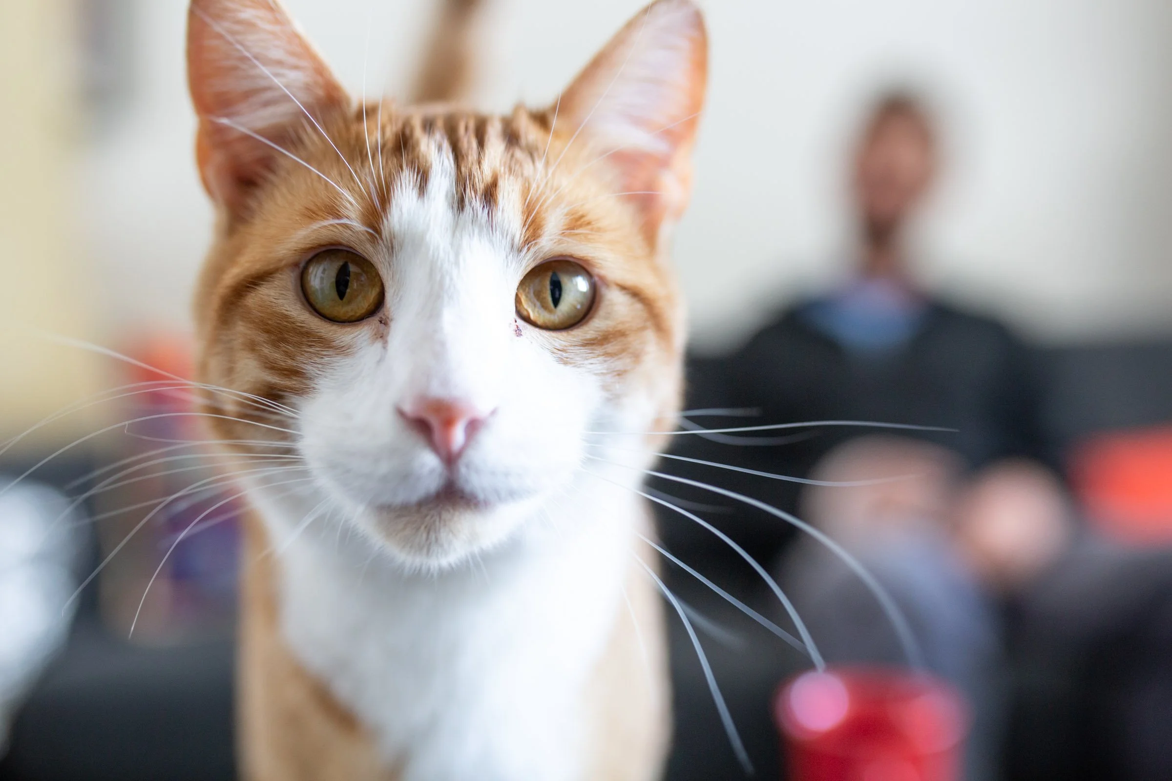 A close-up of an orange cat with amber eyes, with a man sitting in the background, blurred.