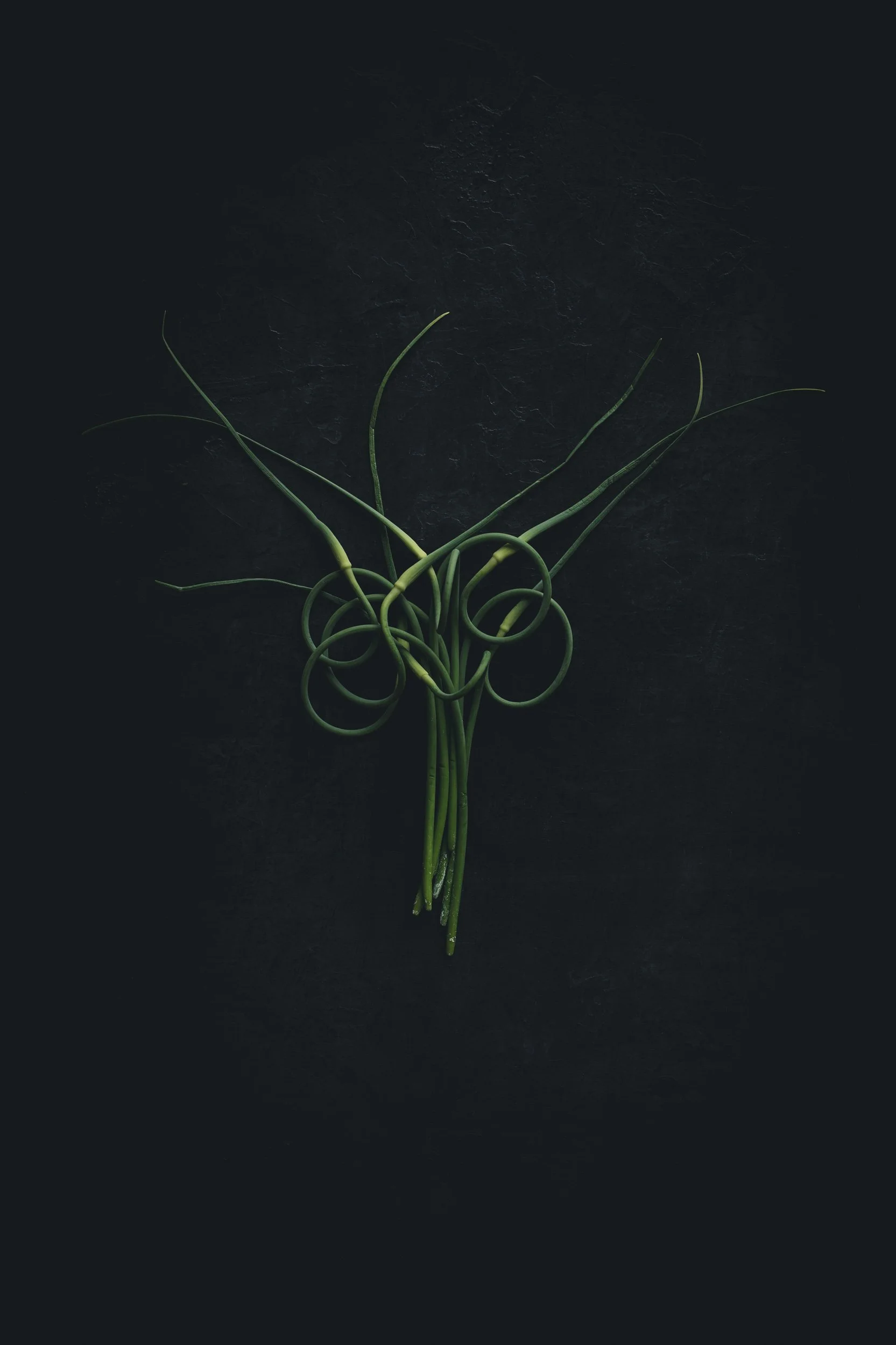 Green curly and straight garlic scapes stems arranged on a dark background