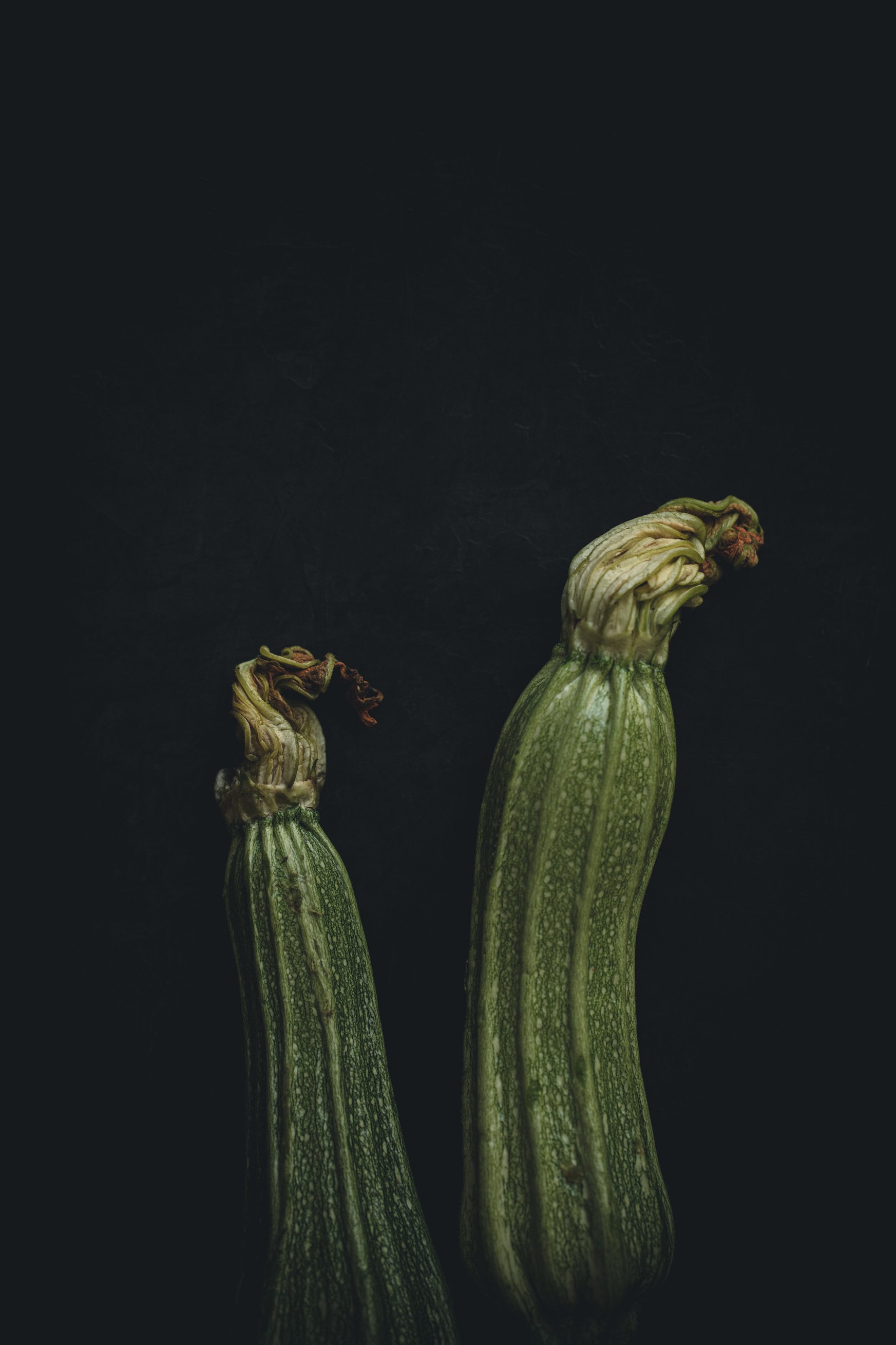 Two zucchini with wilted flowers at the tips against a black background.