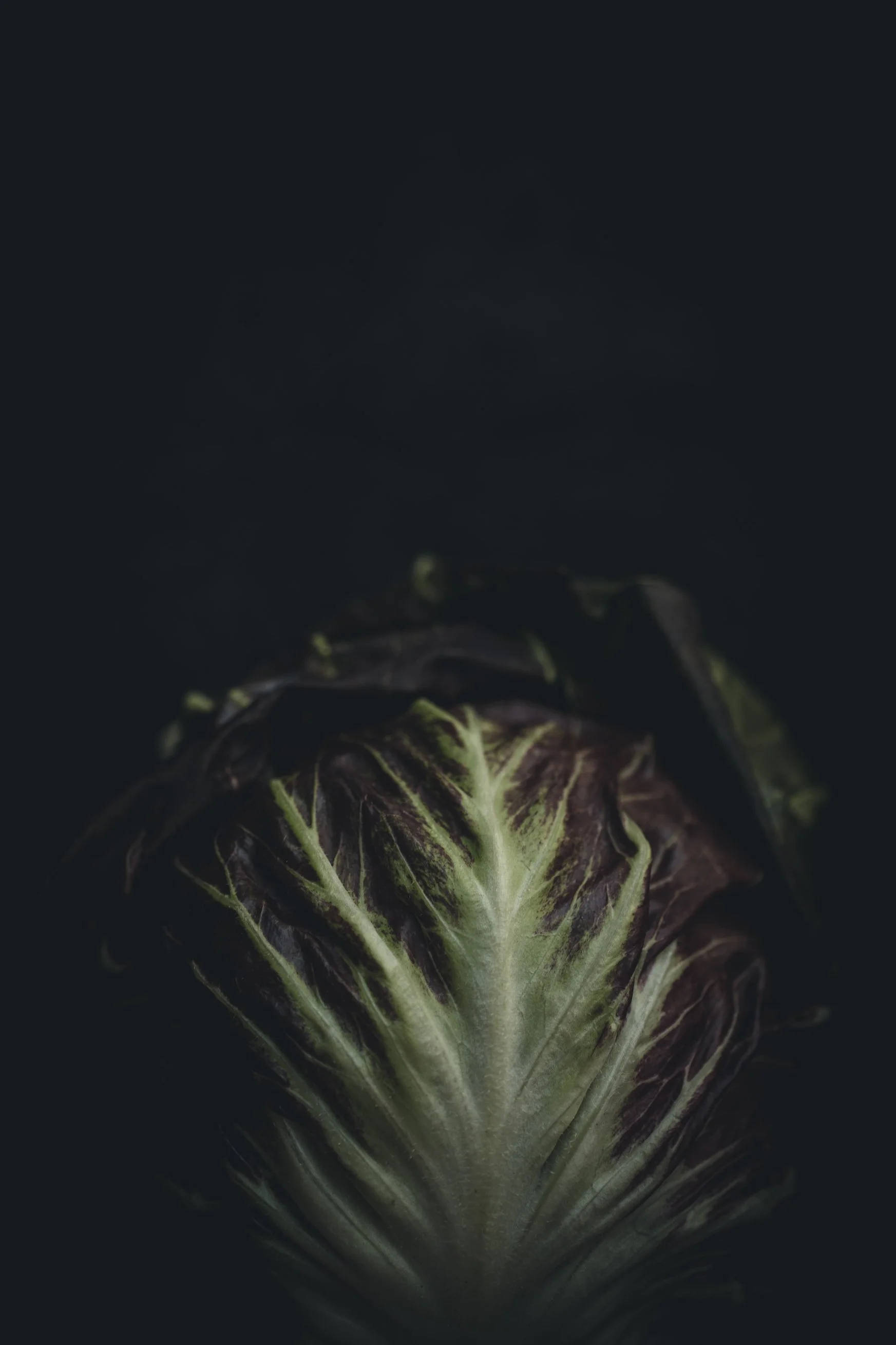 Close-up of purple and green variegated leafy vegetable on a dark surface