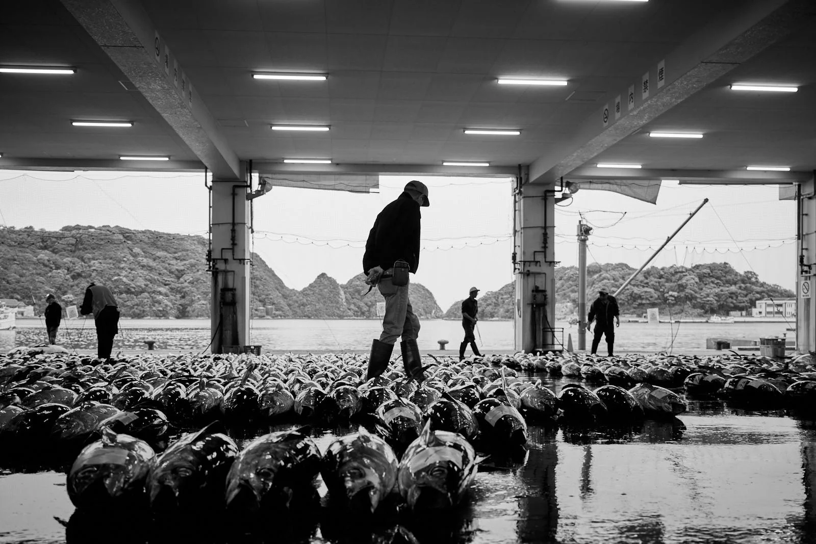 Workers on the floor of a fish market with tuna laid out.  A scenic island and water in the background, under a covered area.