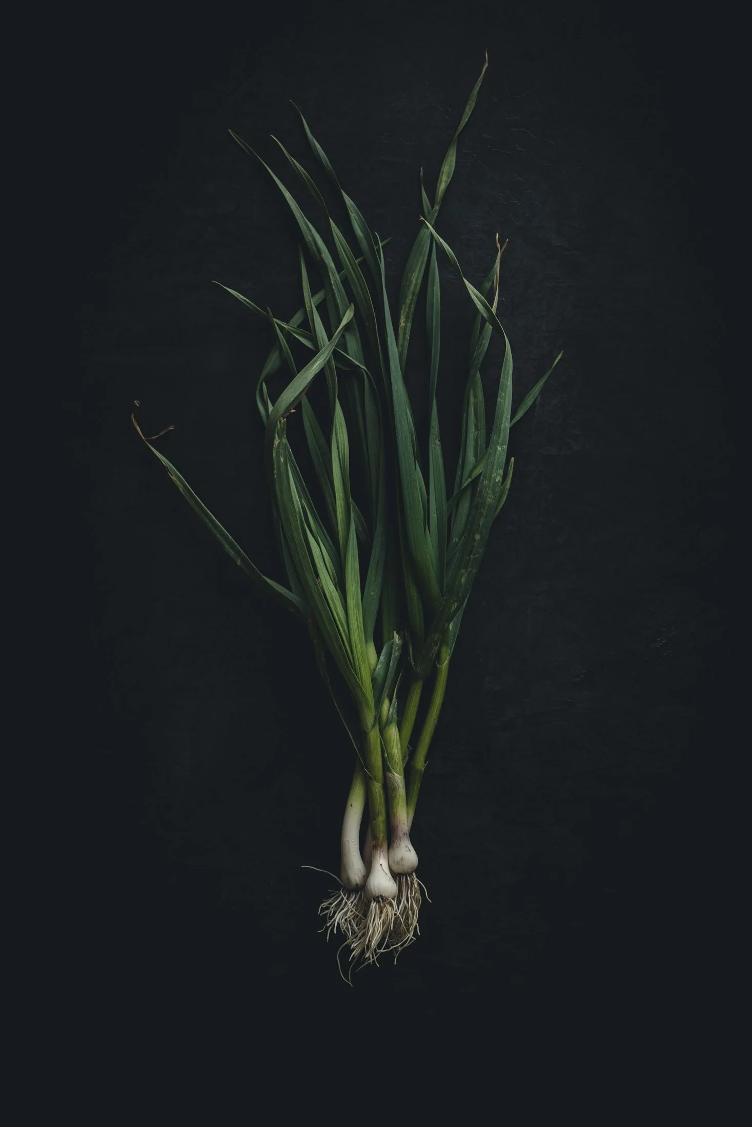 Moody garlic on a dark background