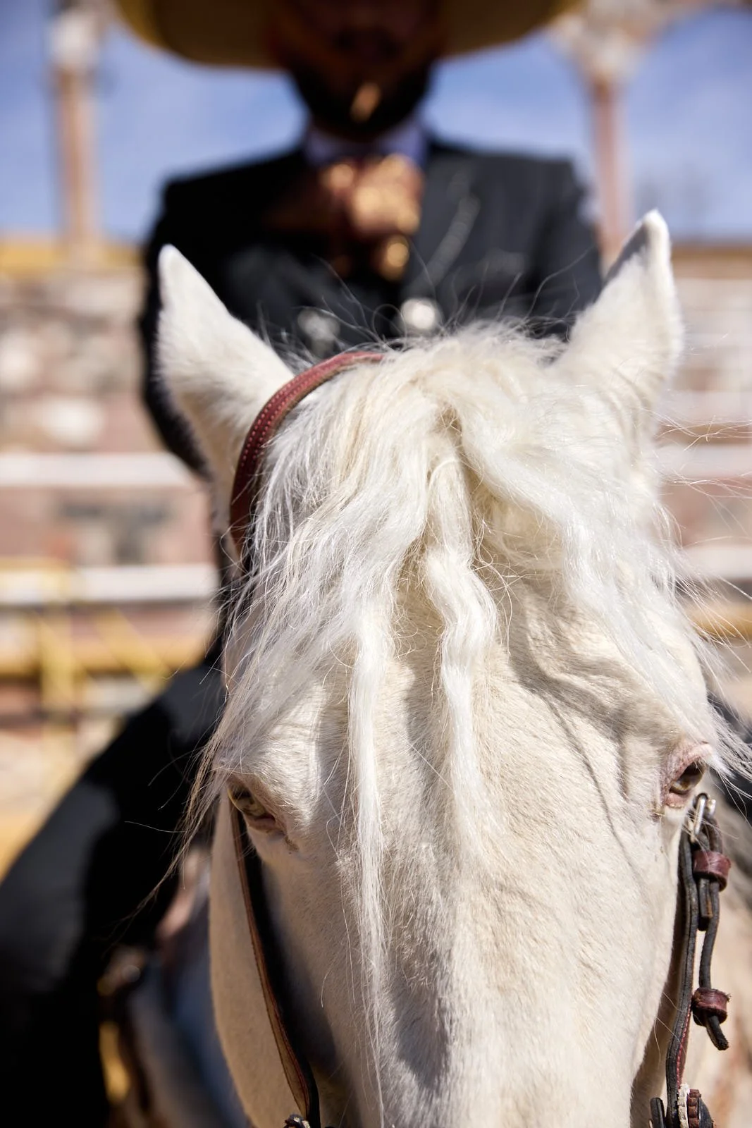 Close-up of a white horse's head with a rider wearing a black suit and a fedora hat in the background.