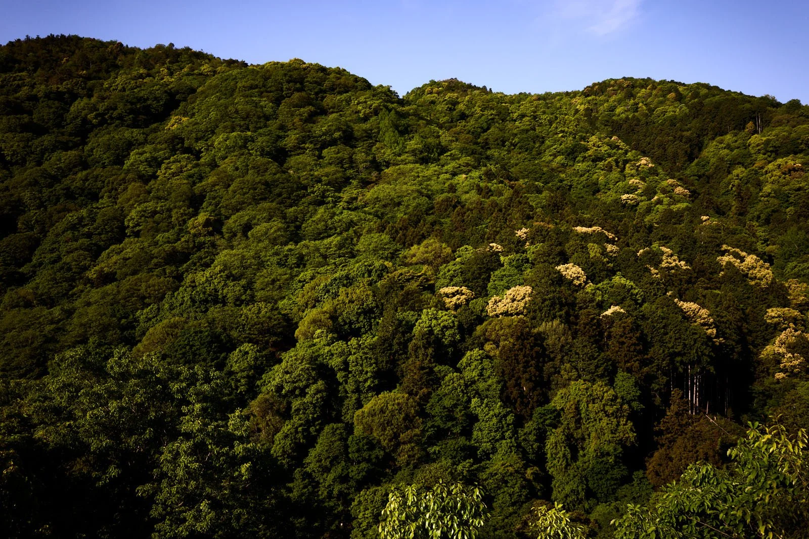 Lush green forested hillside under a clear blue sky.