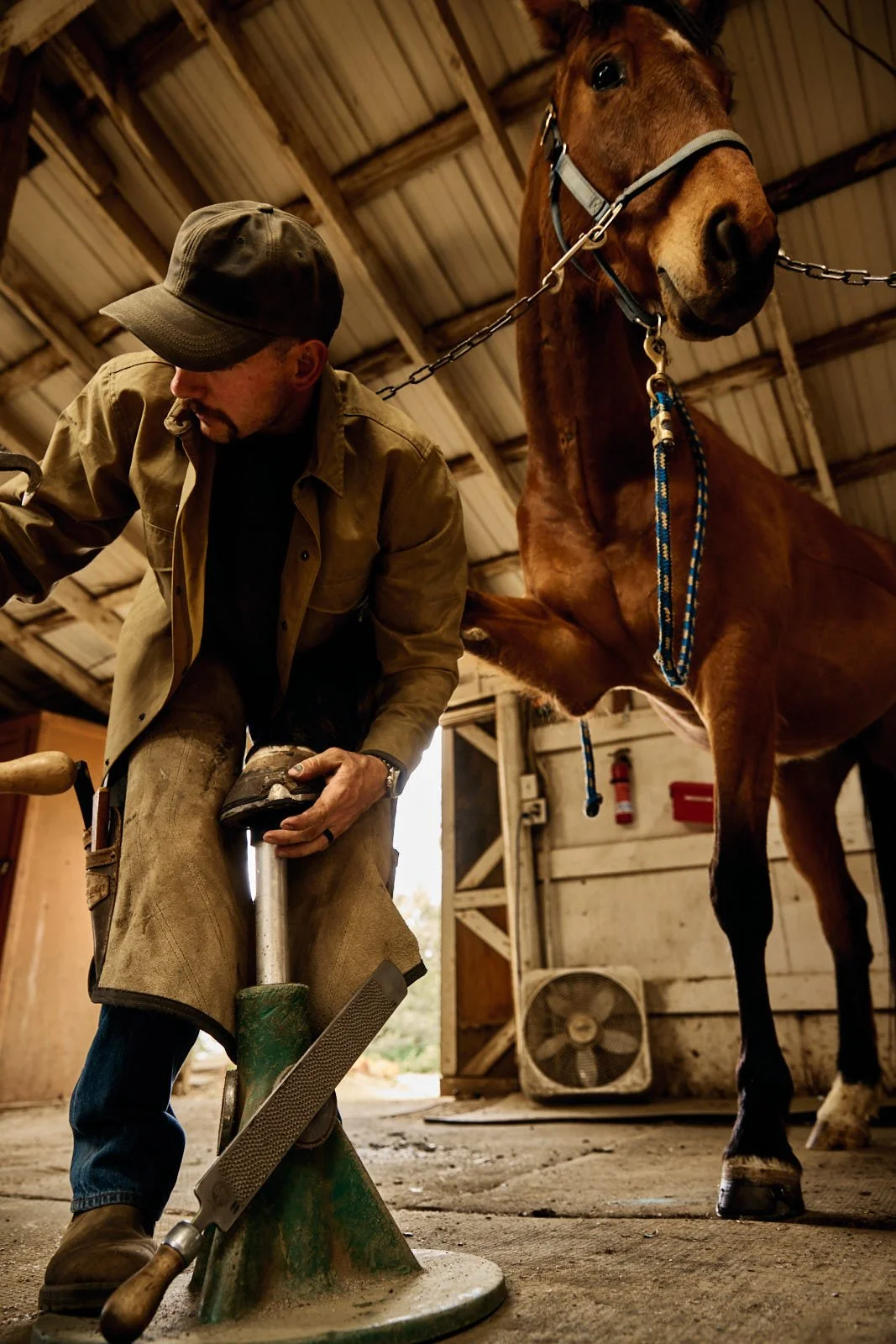 A man wearing a brown jacket and a cap working with a horseshoe on a horse in a barn.