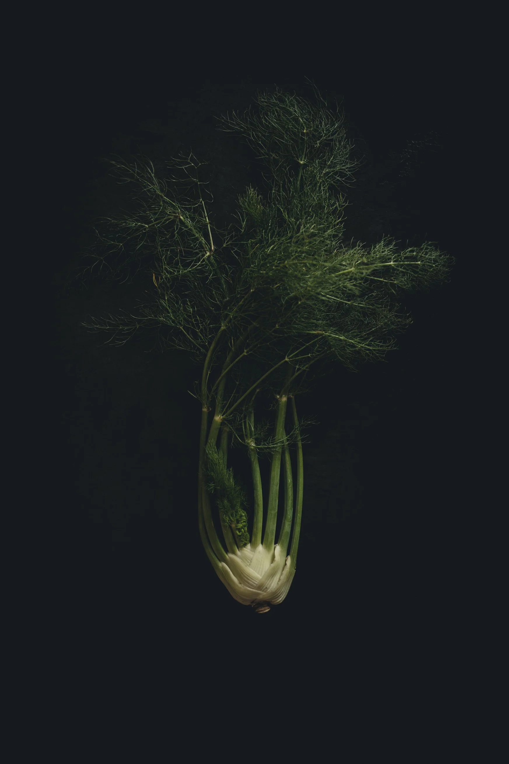 An artistic composition of fresh fennel on a dark background.