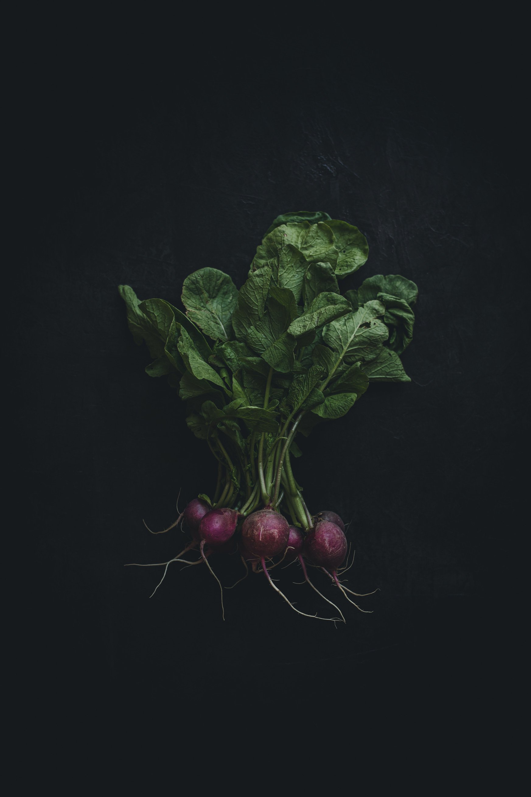 A bunch of fresh radishes with green leaves and roots on a dark background.