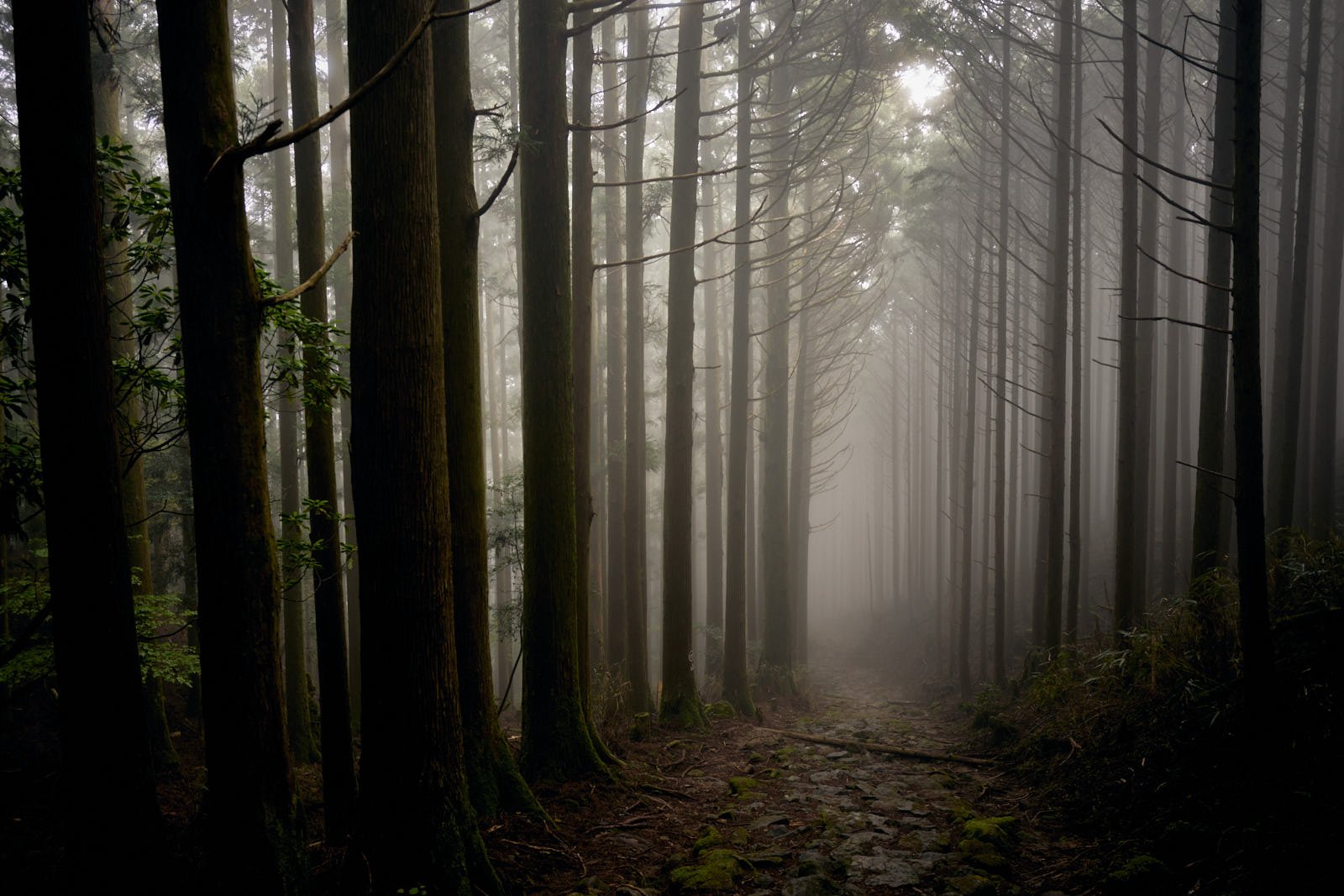 Dense foggy forest with tall, thin trees on a dirt path.