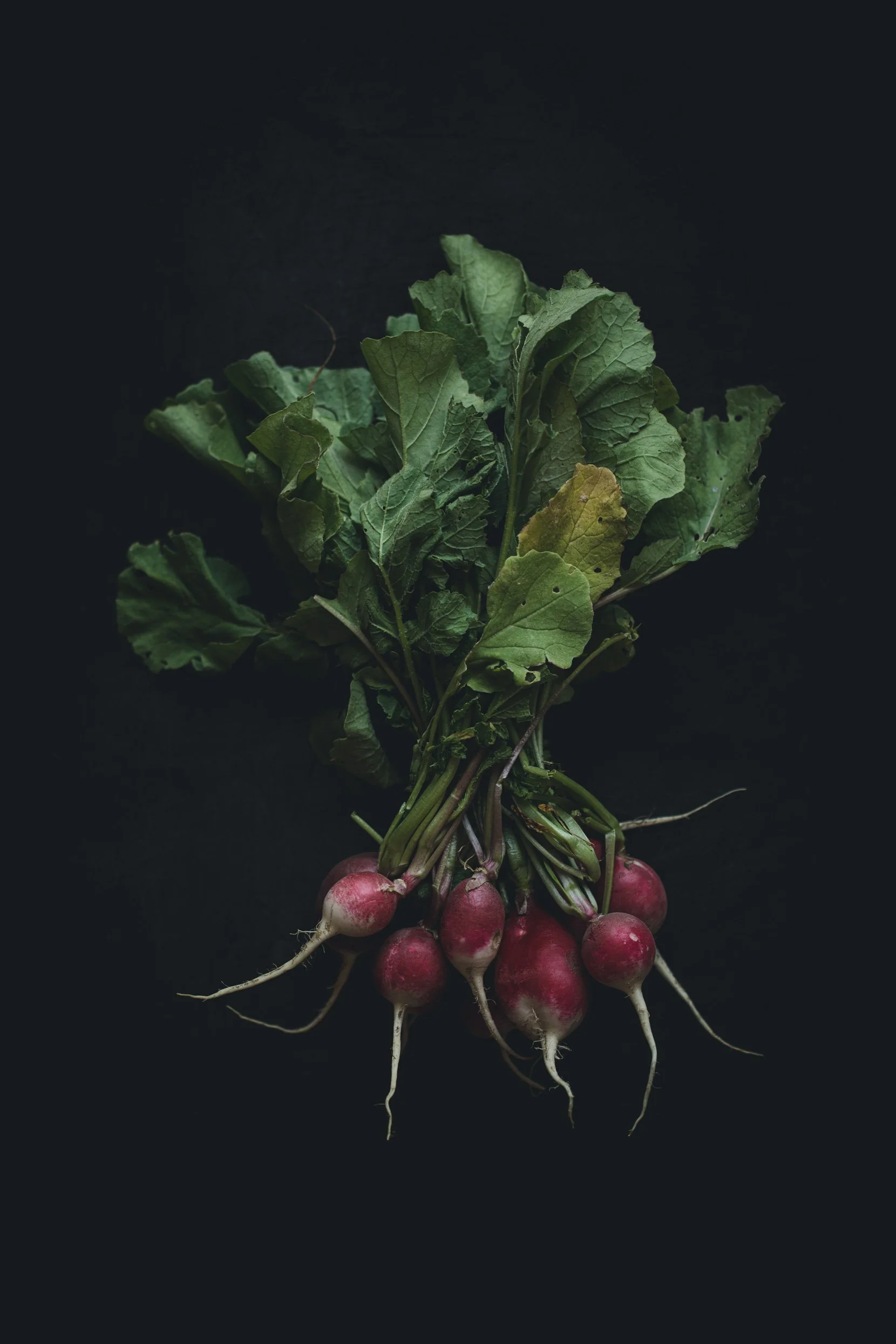 Fresh radishes with green leaves on a black background.