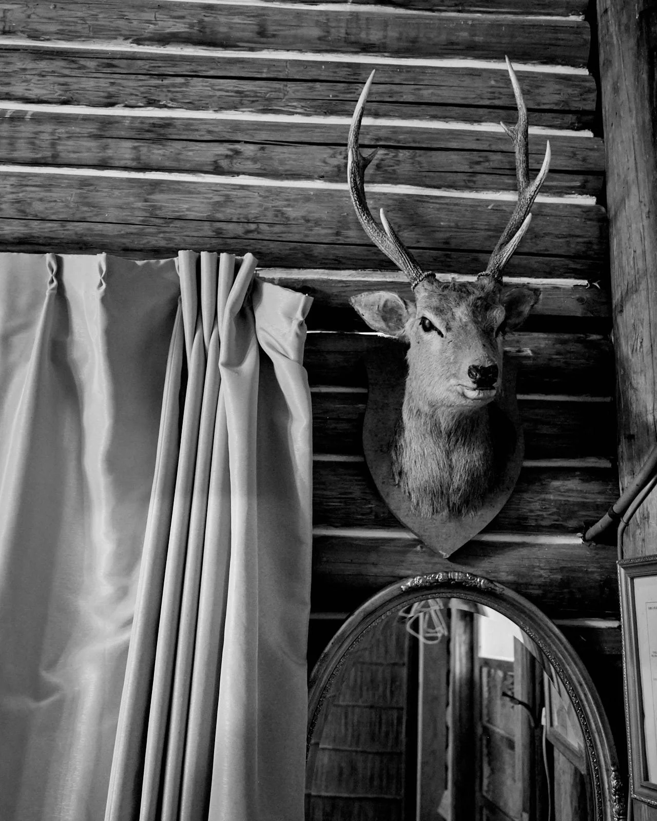 A mounted deer head with antlers on a log wall, partially hidden by a curtain, and a mirror below.