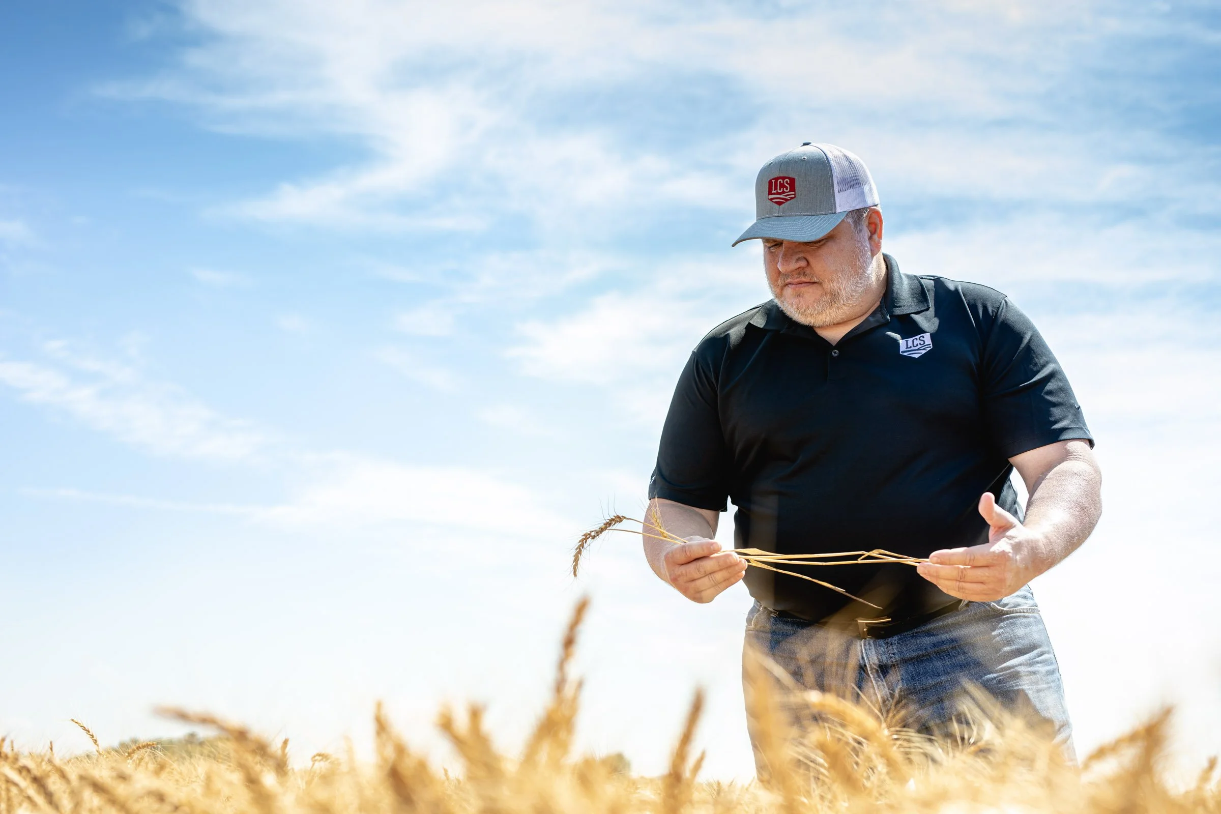 Food industry technician reviewing wheat in a field