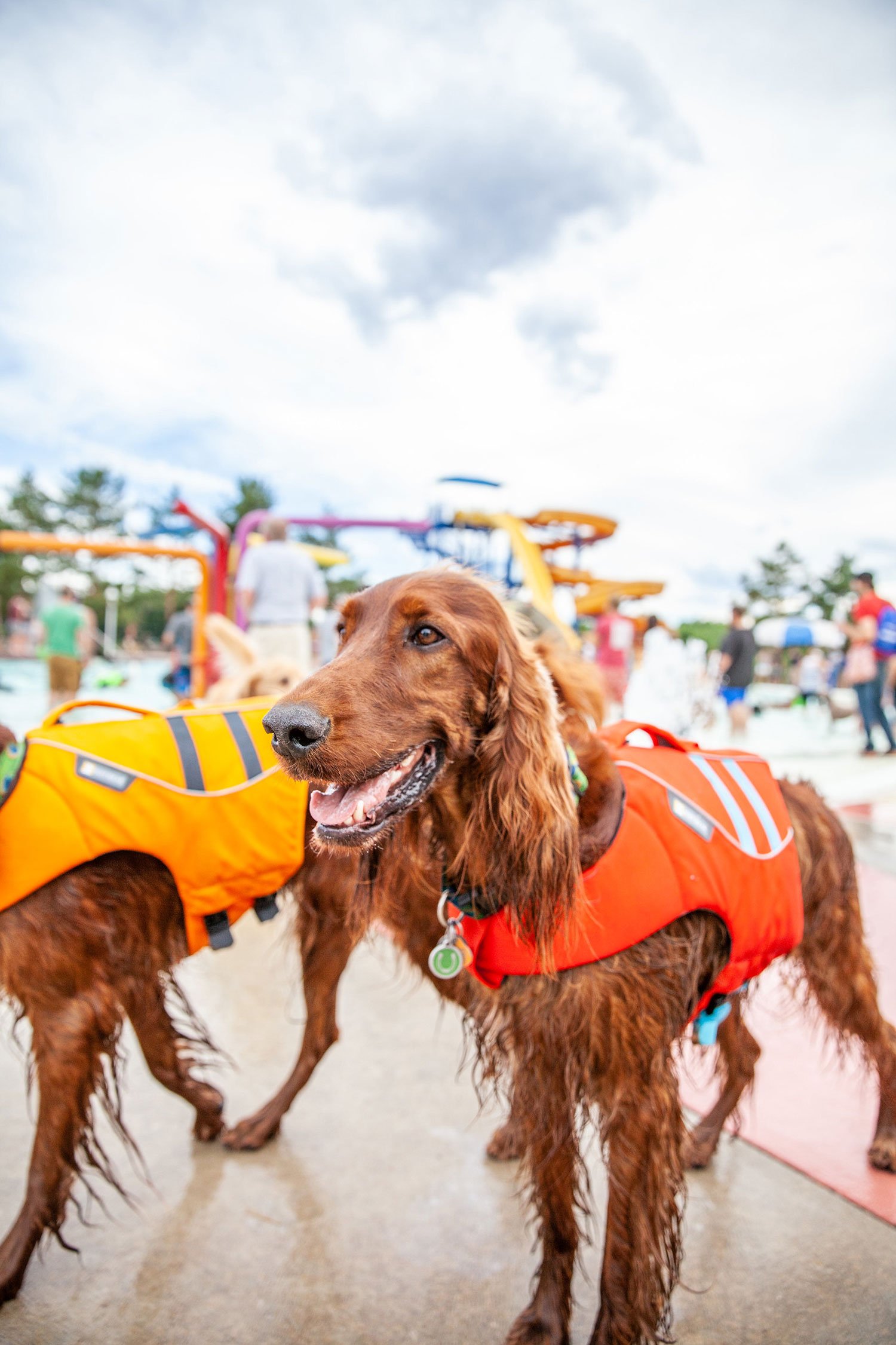Irish Setters wearing life jackets at a community pool
