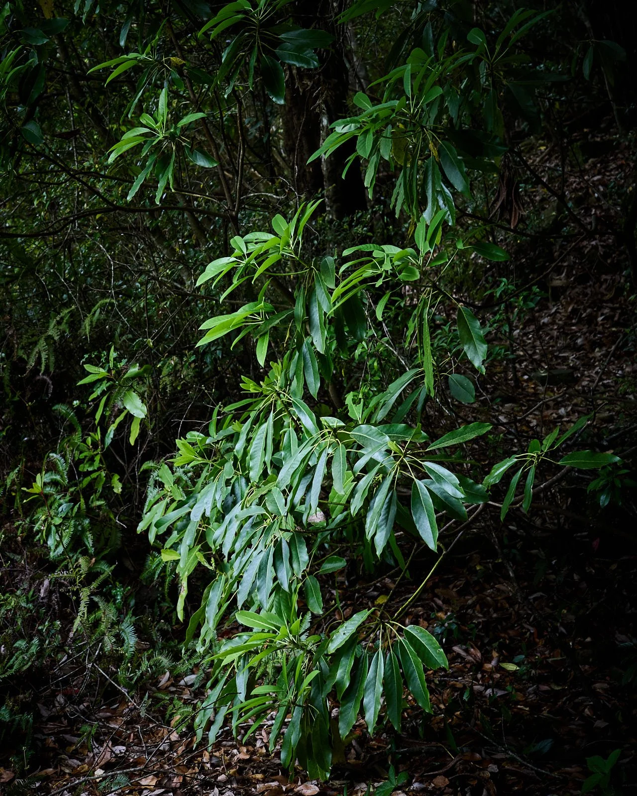 Dense forest with green leaves and branches, fallen leaves on the ground.
