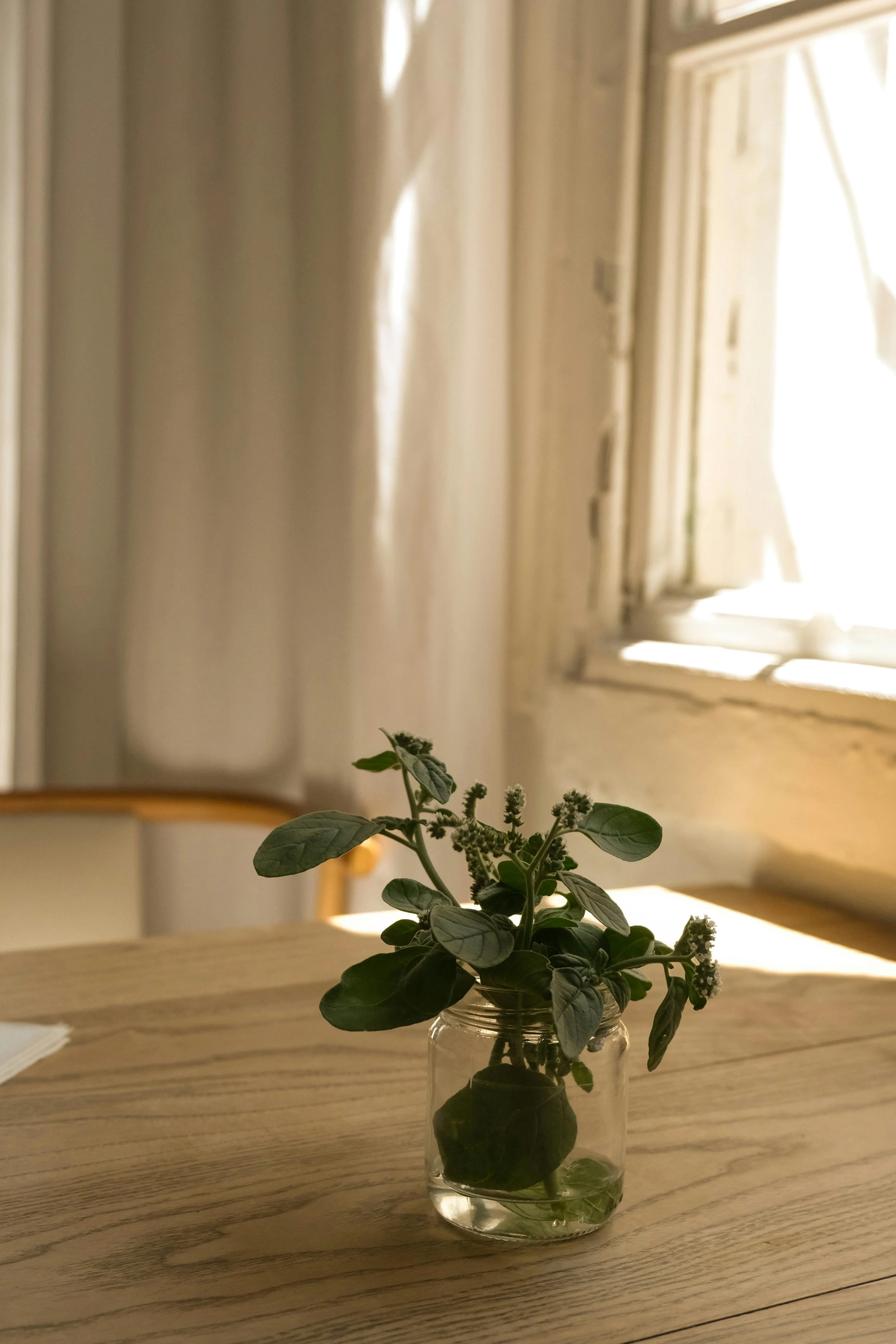 A potted plant with green leaves and small flowers in a clear glass jar sitting on a wooden table in a room with a window and beige walls.