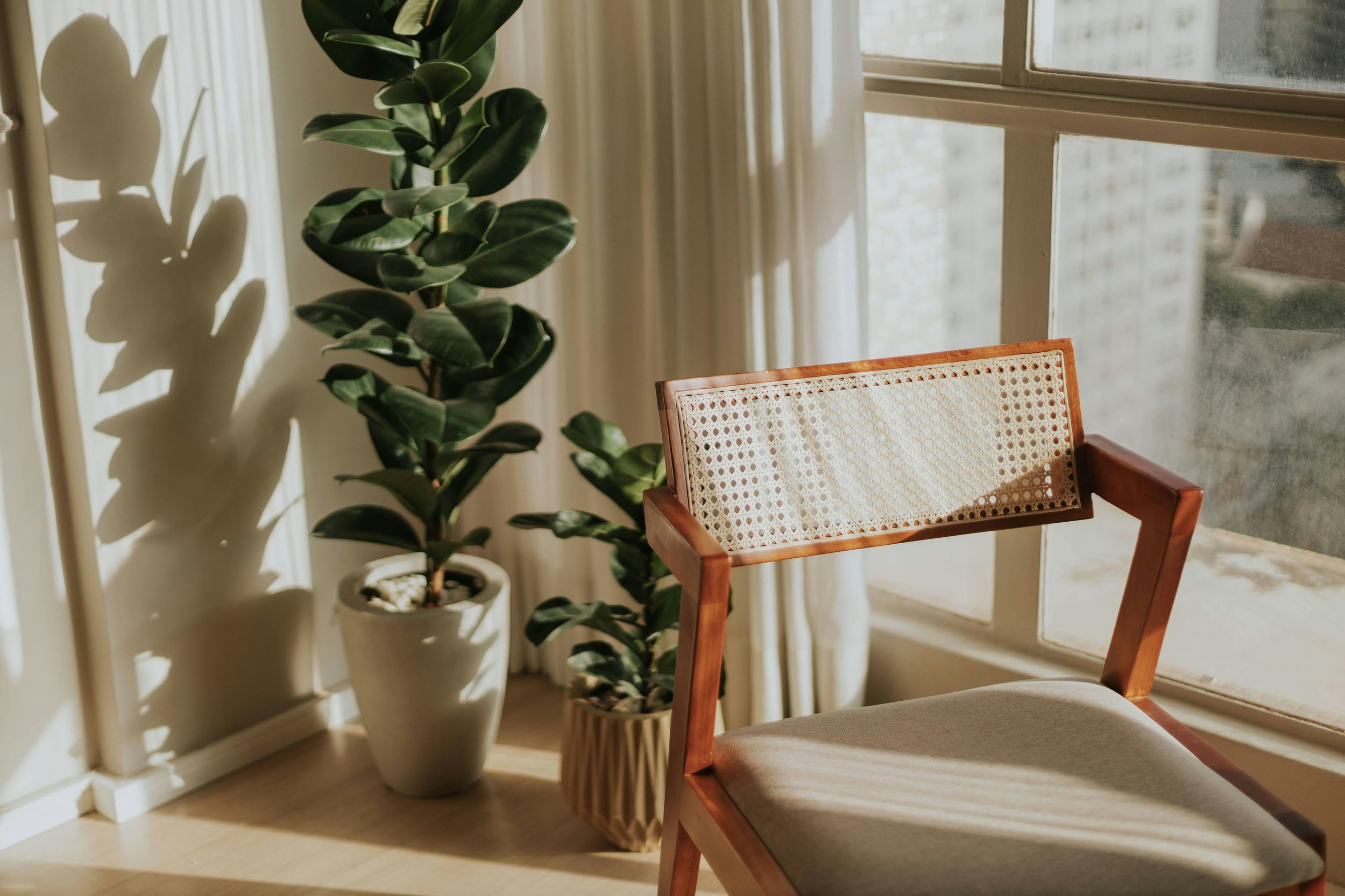 A room corner with a tall green potted plant casting shadows on the wall, a wooden chair with a woven cane backrest, and sunlight coming through a nearby window with cream curtains.