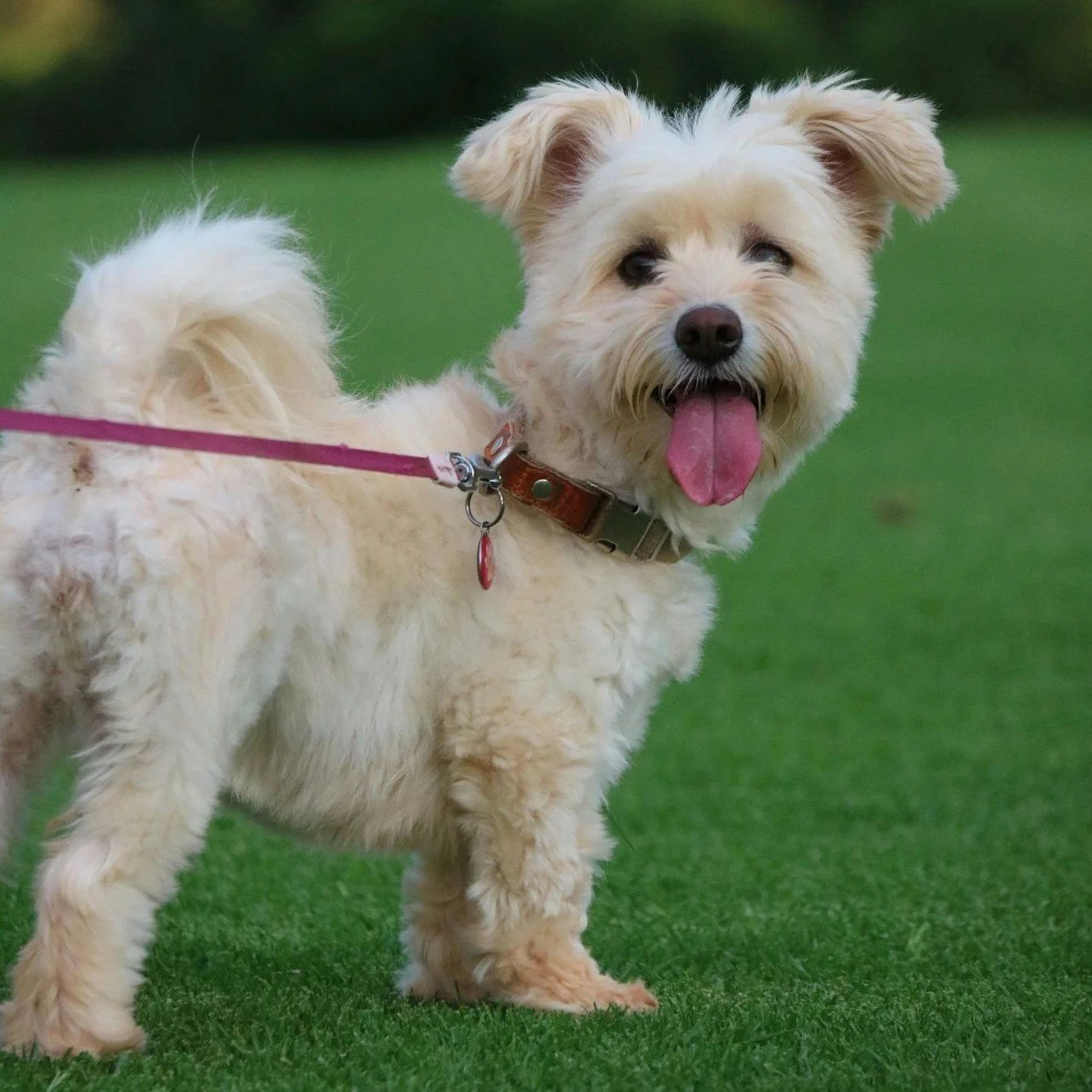 20-Minute Neighborhood Walk