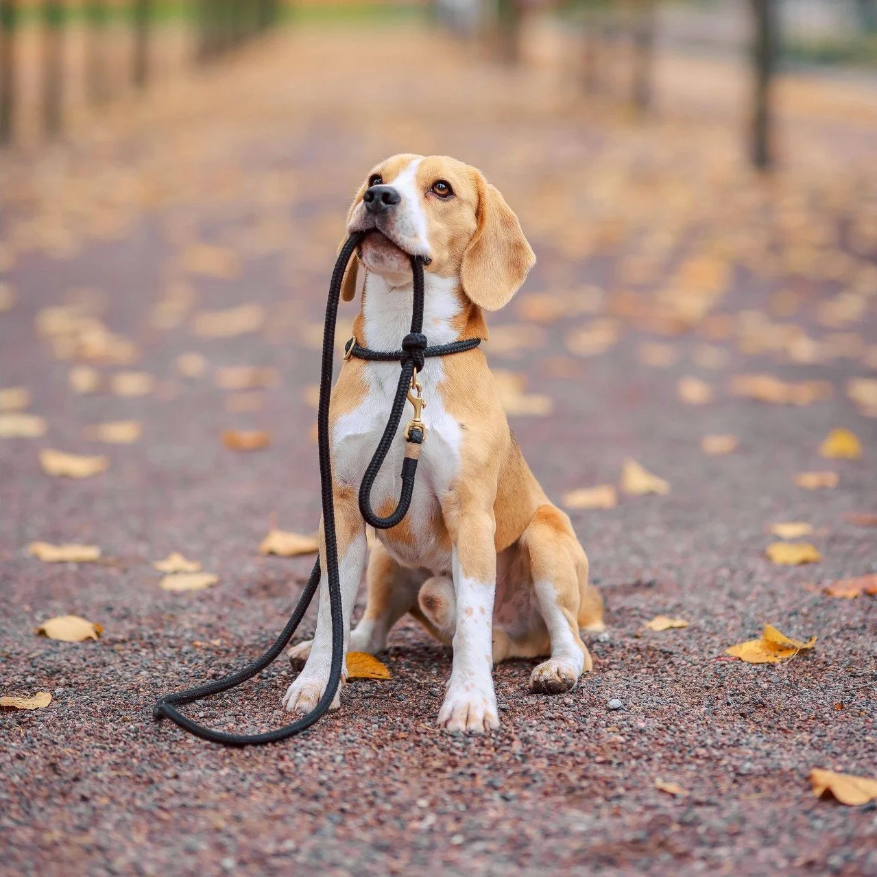 40-minute Enrichment walk