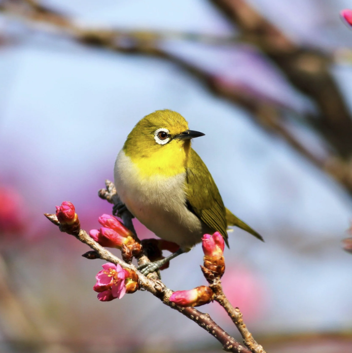 Embracing Ecotherapy in the Spring: Times of Rebirth, Growth, and Sun
