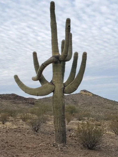 A large saguaro cactus with multiple arms in a desert landscape with rocky hills and sparse vegetation under a cloudy sky.