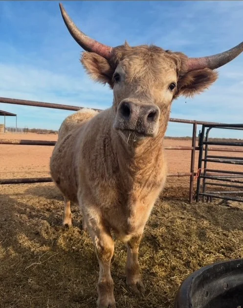 Close-up of a cow standing in a fenced area with dirt ground, under a blue sky.
