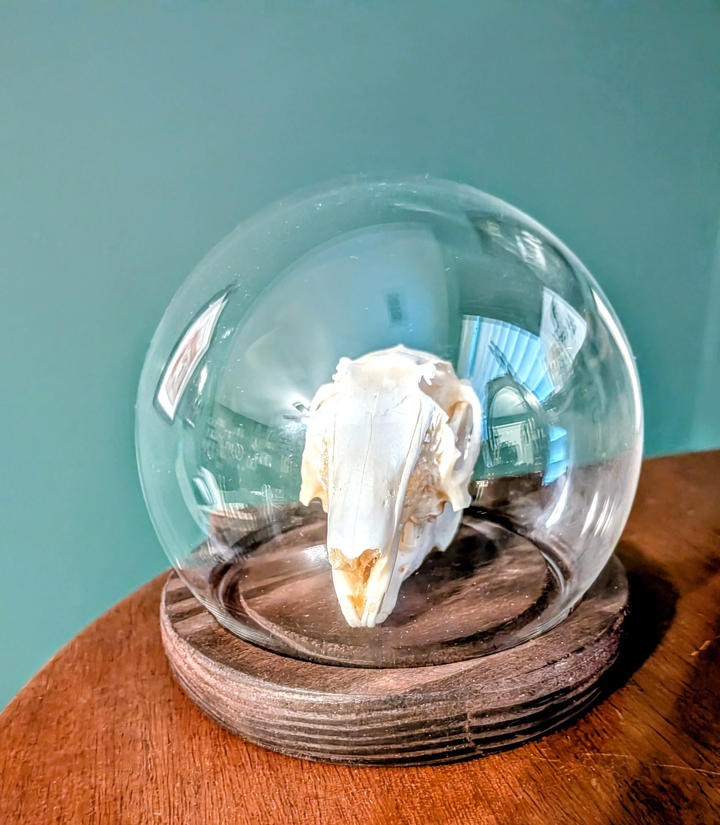 Rabbit Skull in Cloche