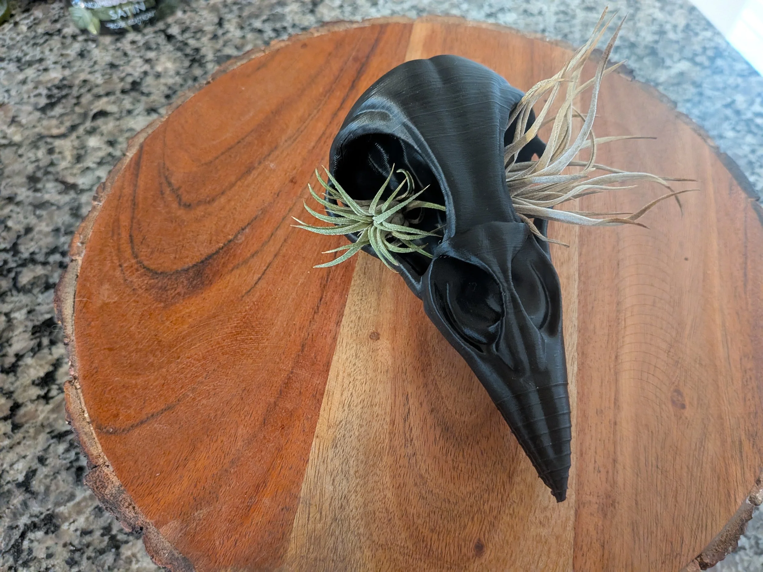 Raven skull air plant holder